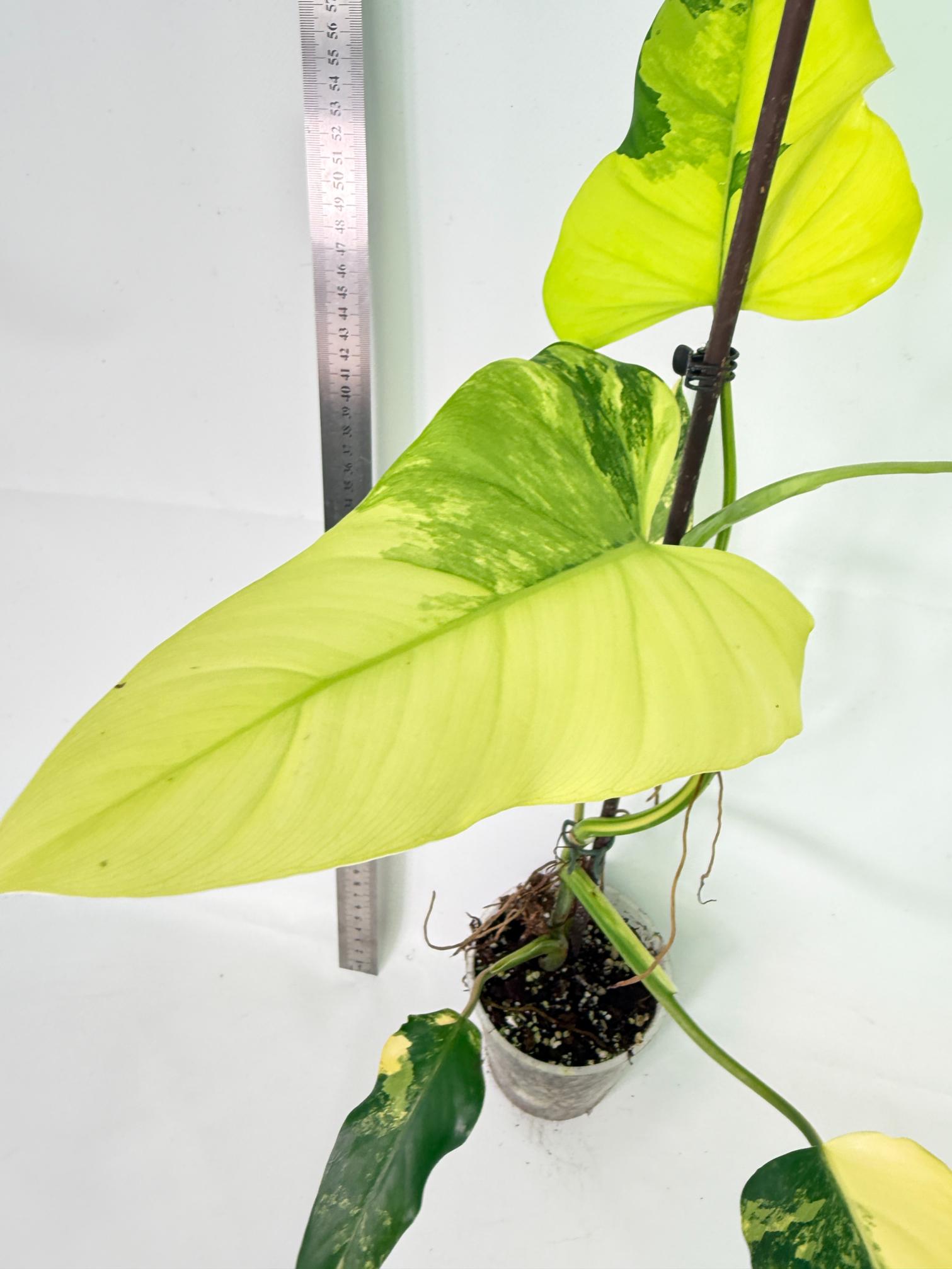 Philodendron Domesticum Variegata 6