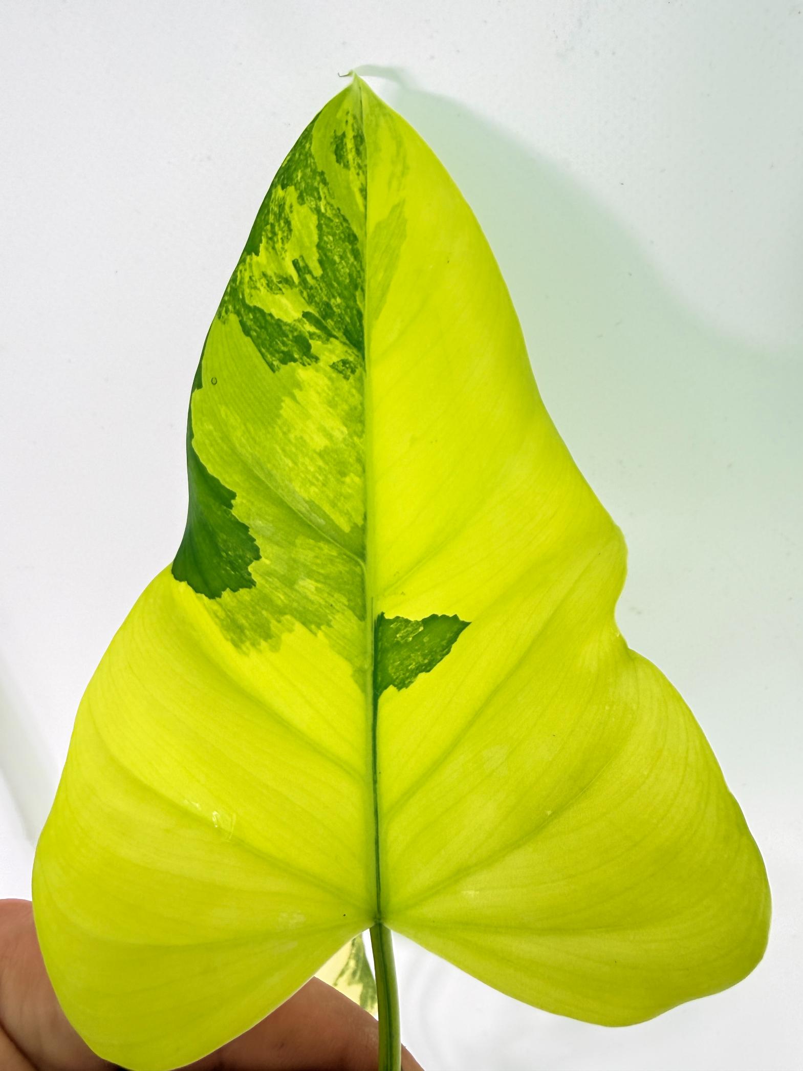 Philodendron Domesticum Variegata 3