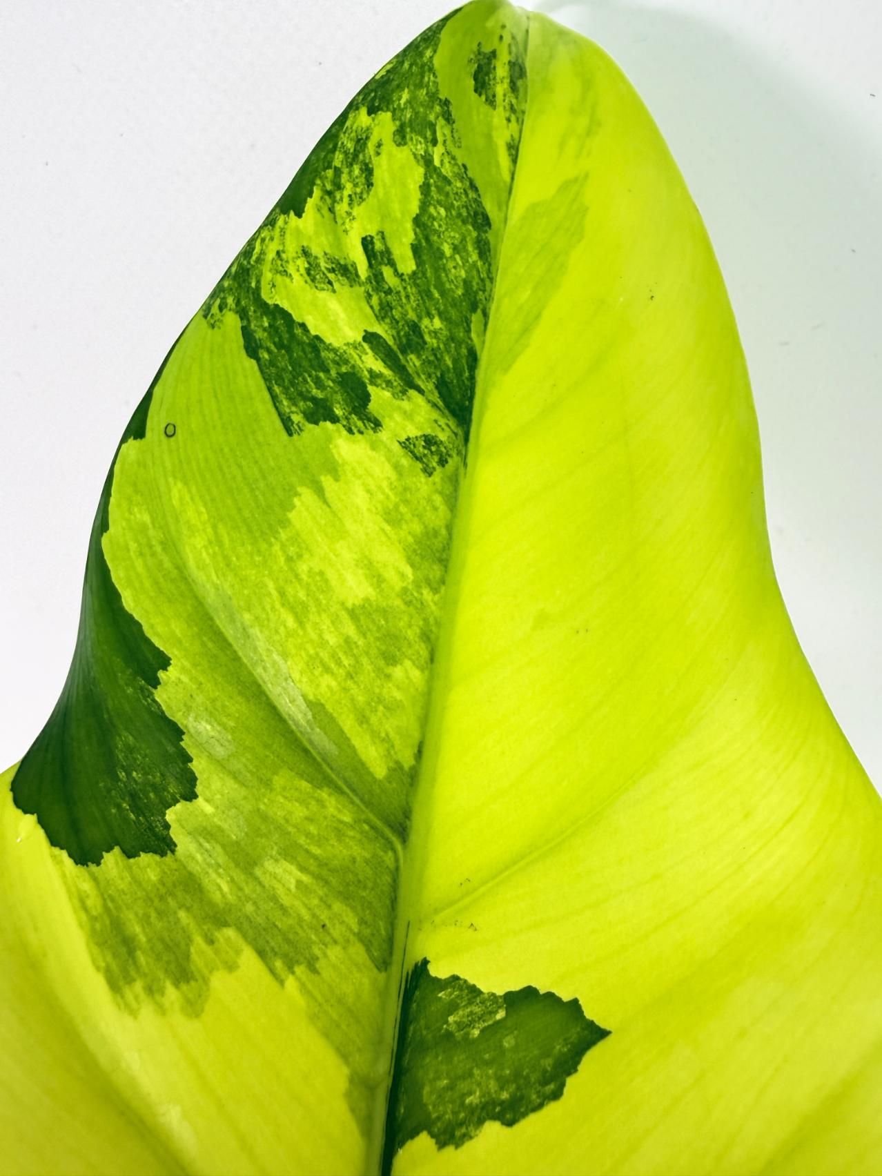 Philodendron Domesticum Variegata 7