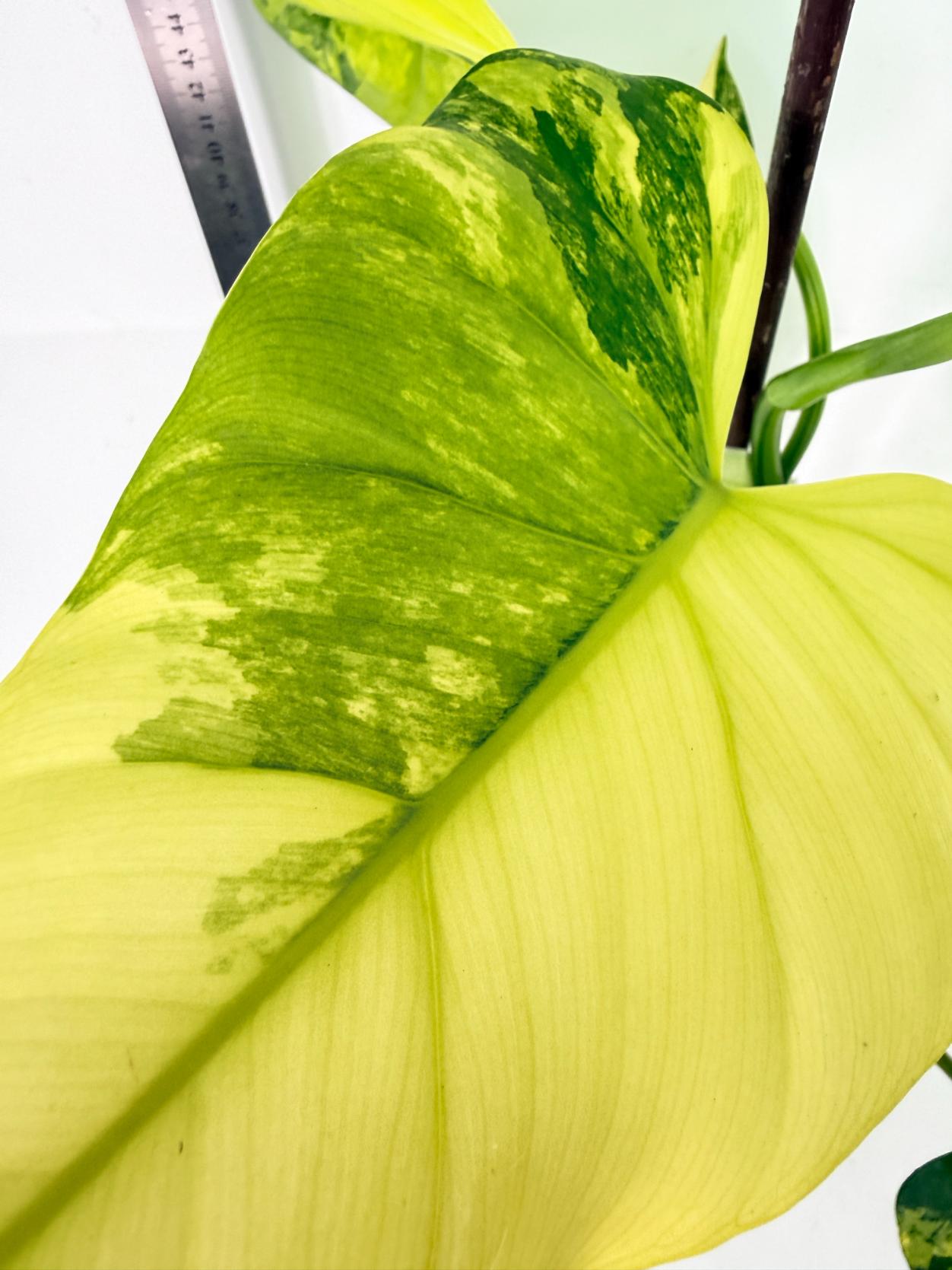 Philodendron Domesticum Variegata 8