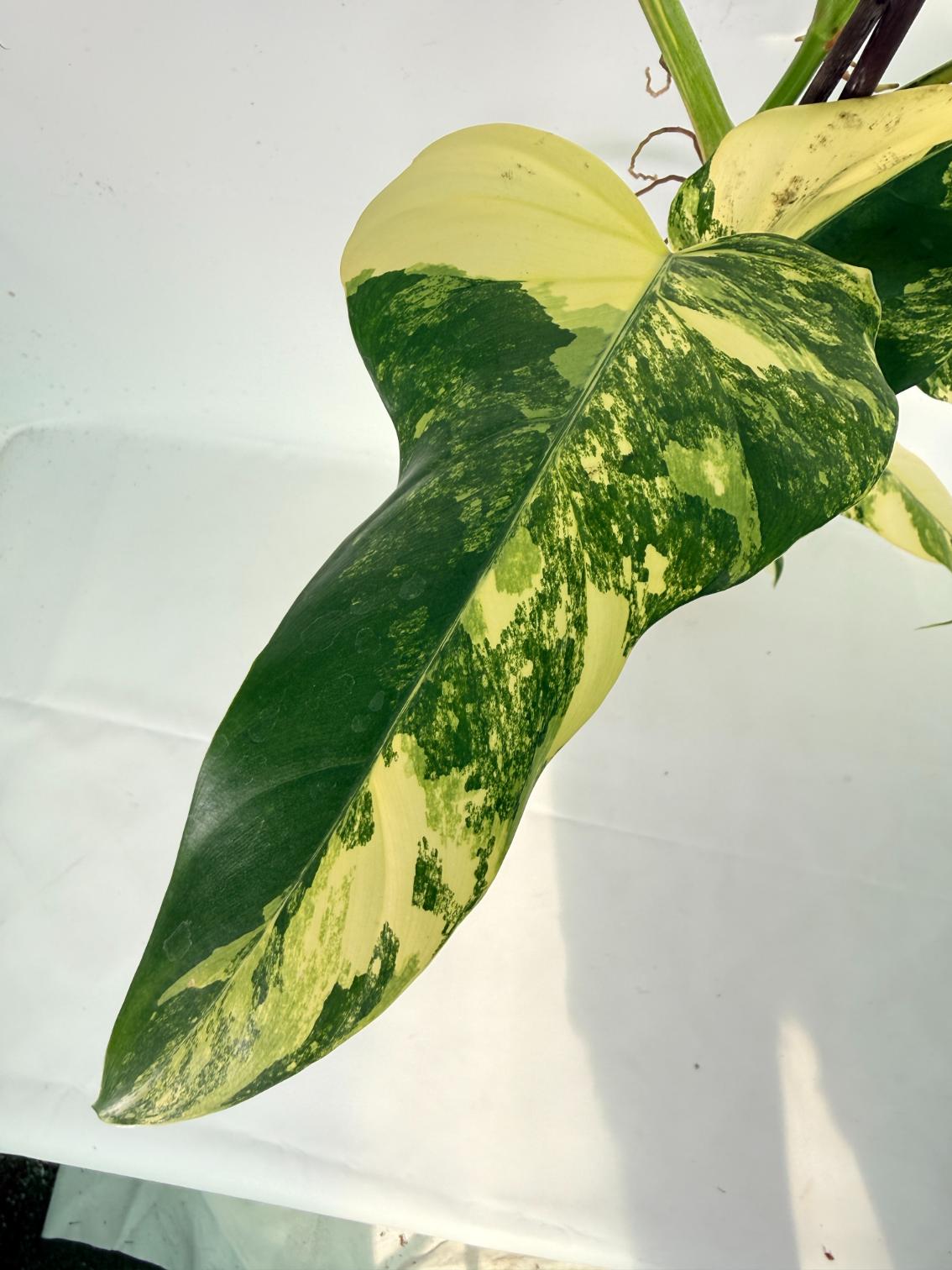Philodendron Domesticum Variegata 09