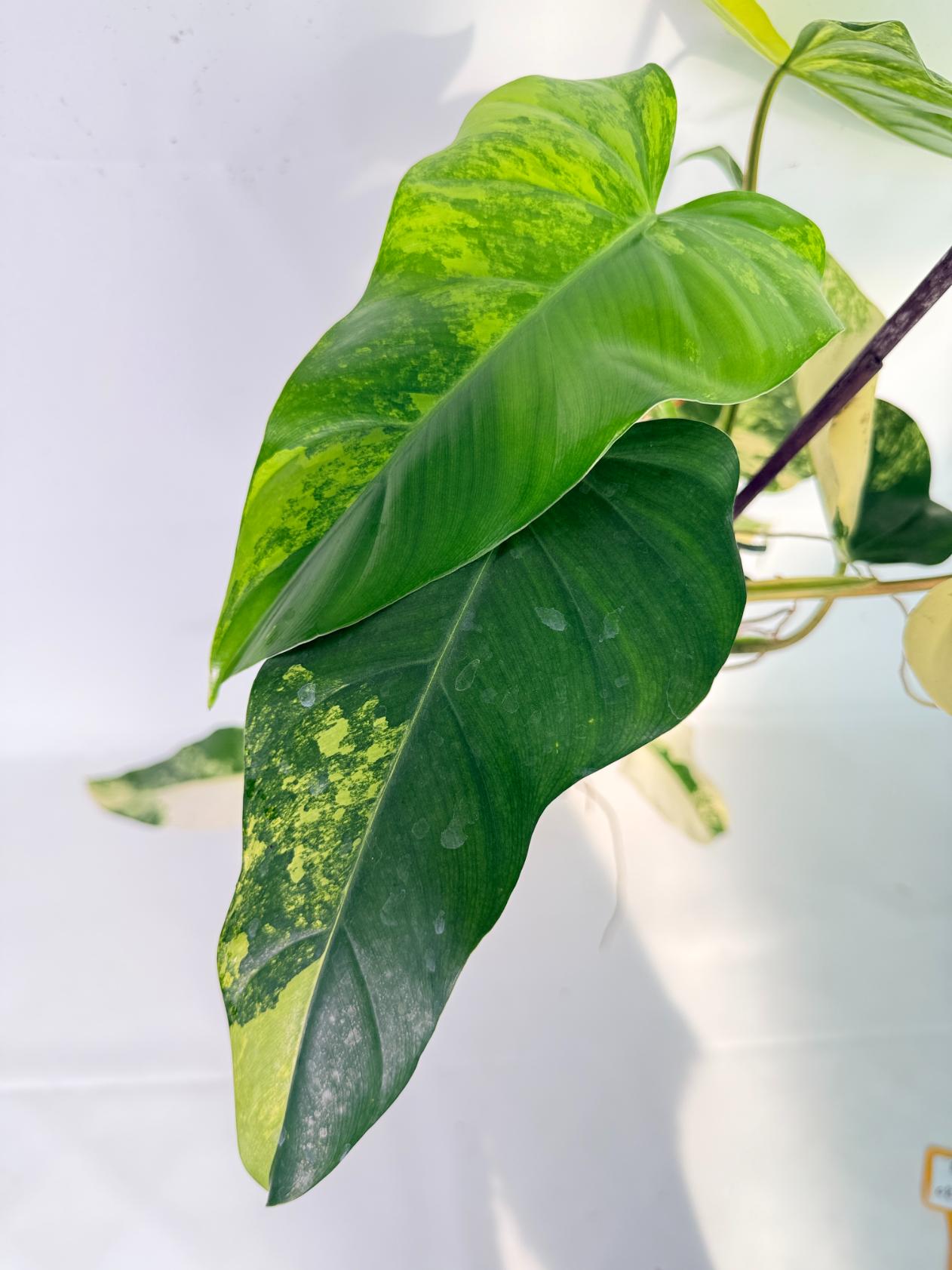 Philodendron Domesticum Variegata 10