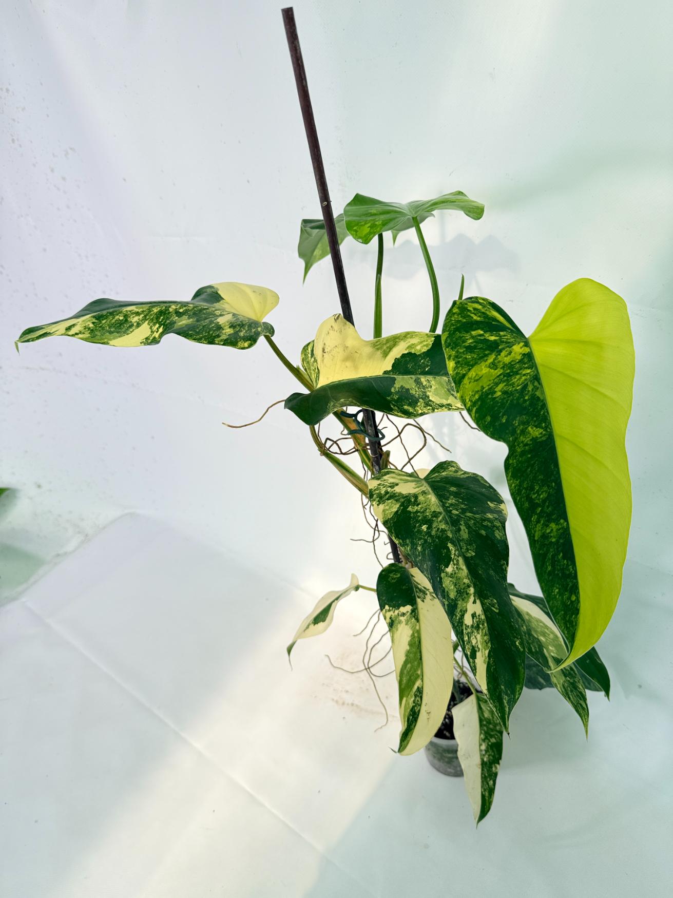 Philodendron Domesticum Variegata 13