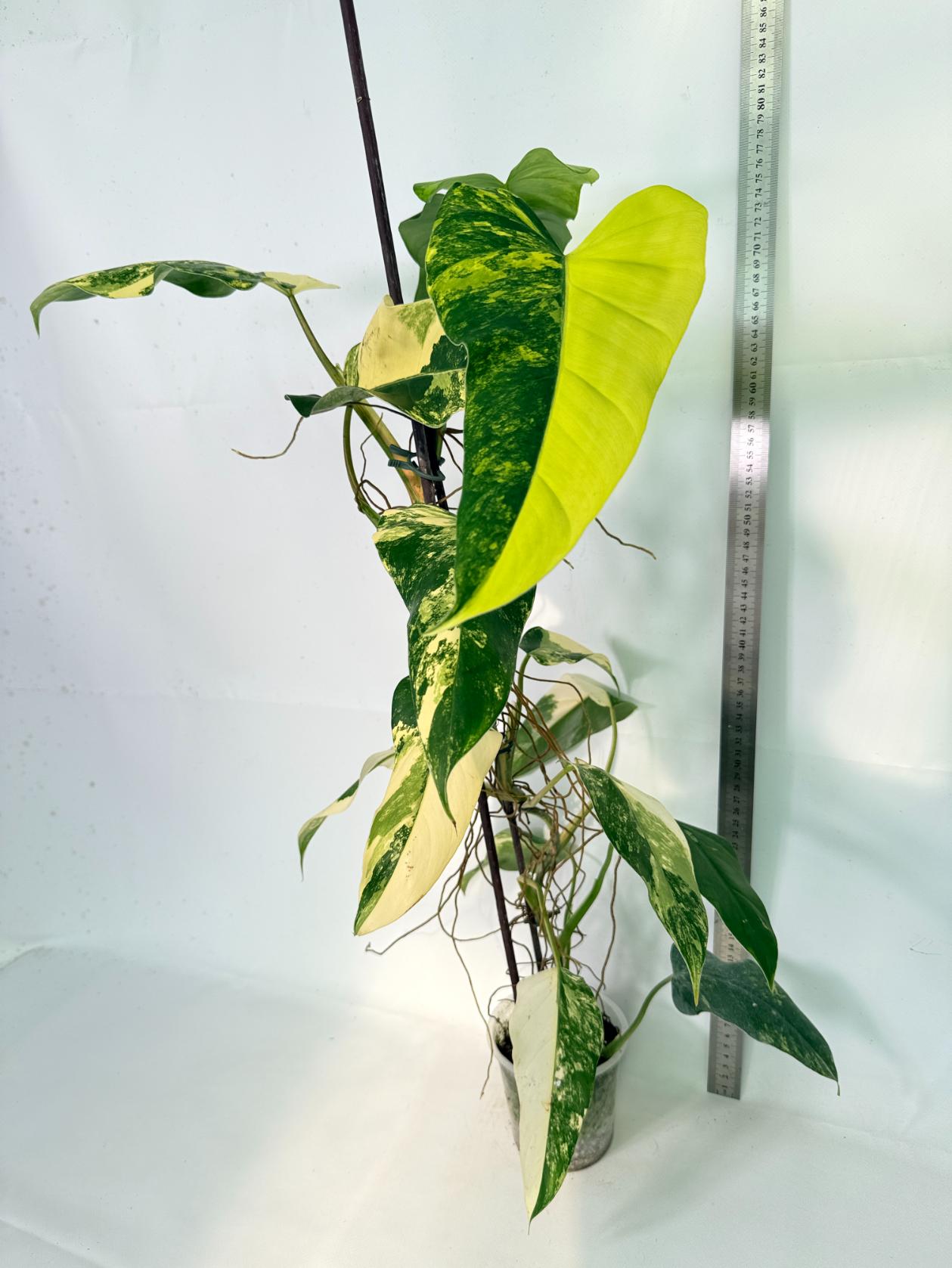Philodendron Domesticum Variegata 02