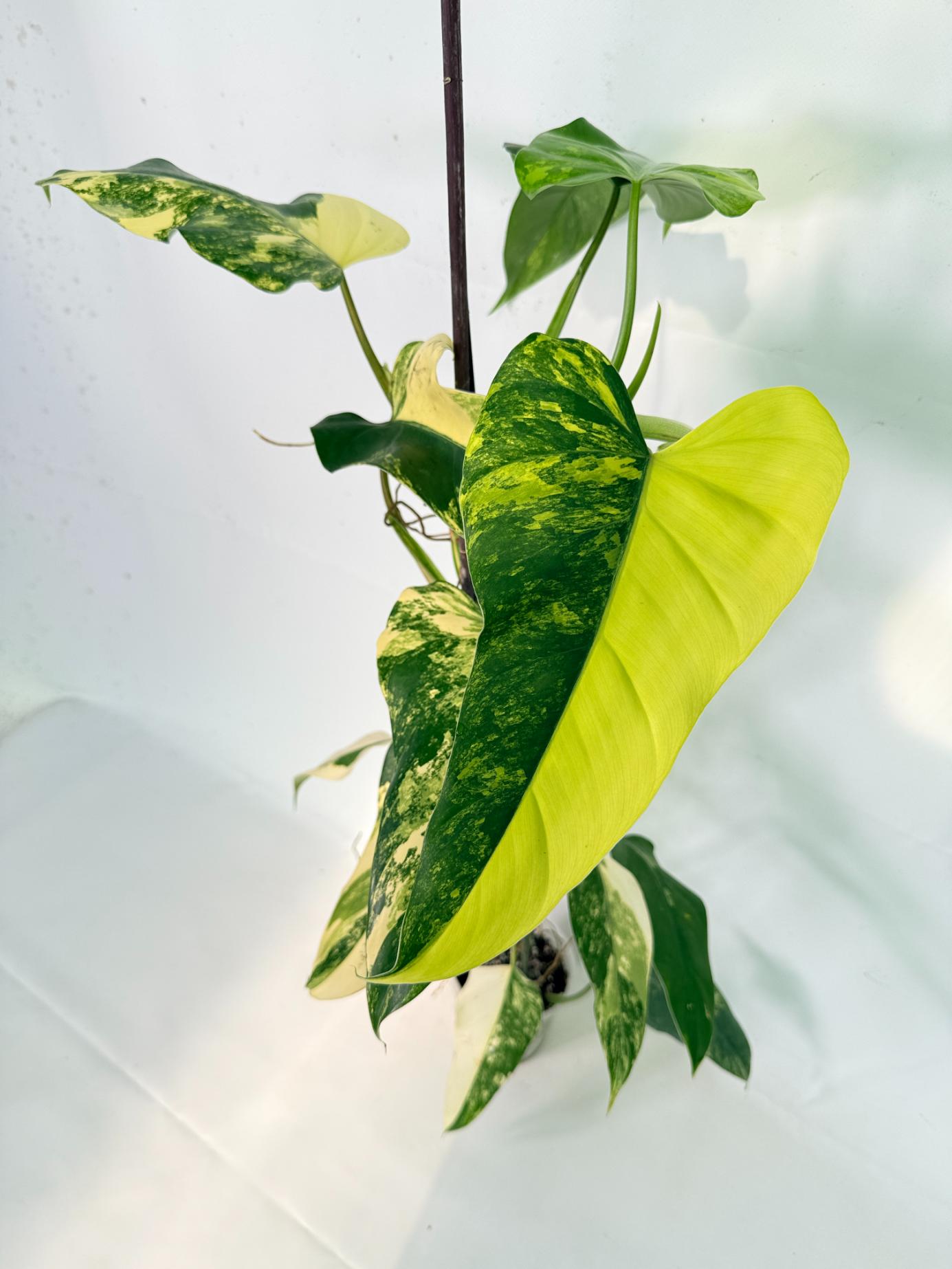 Philodendron Domesticum Variegata 01