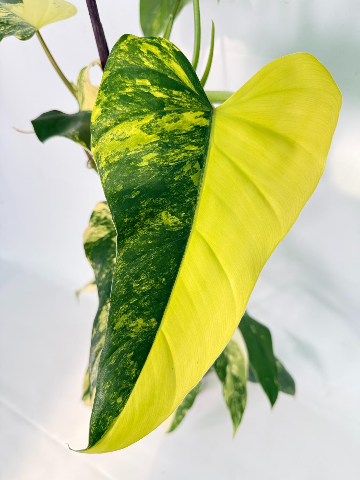Philodendron Domesticum Variegata 03