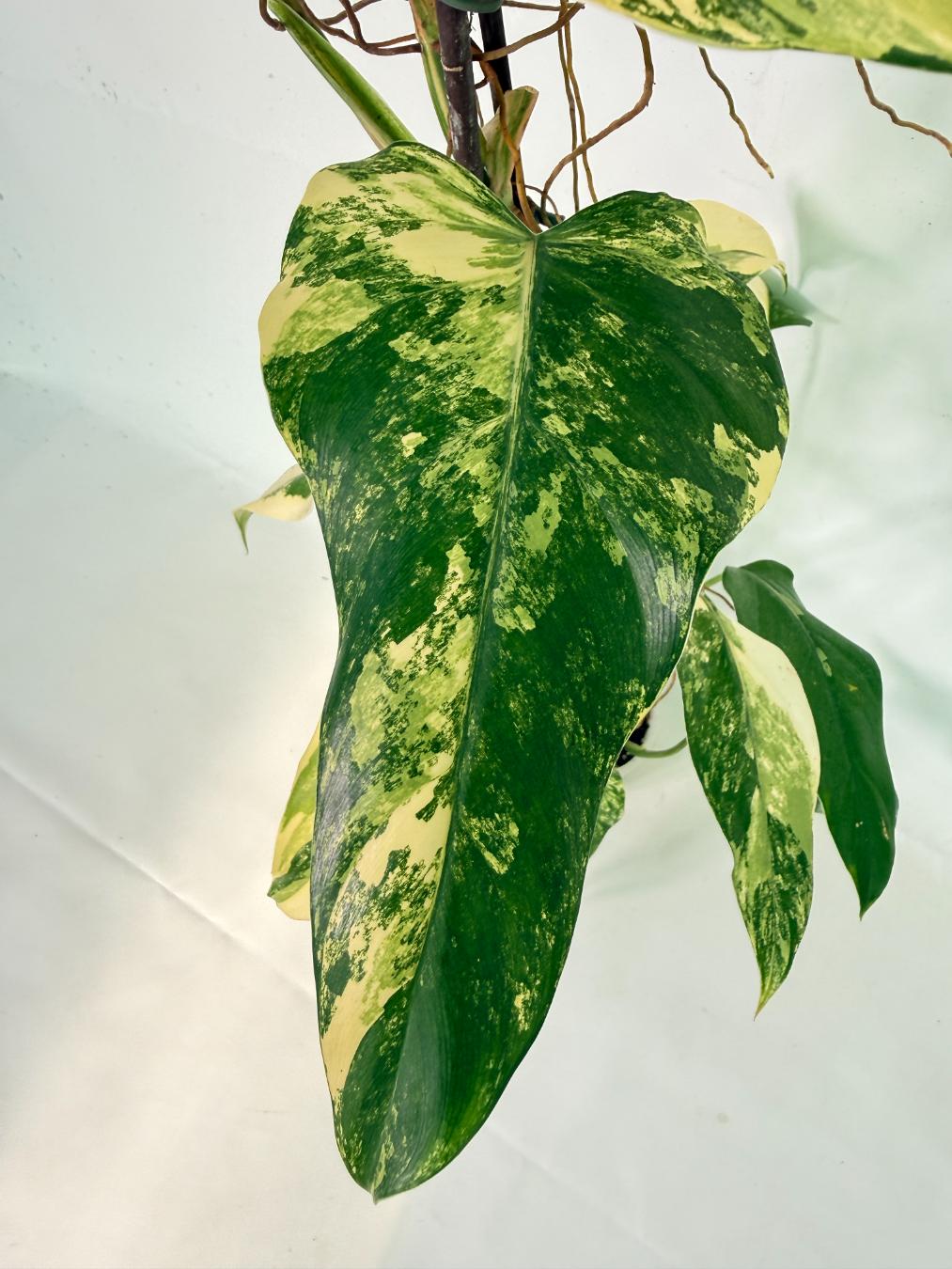 Philodendron Domesticum Variegata 04