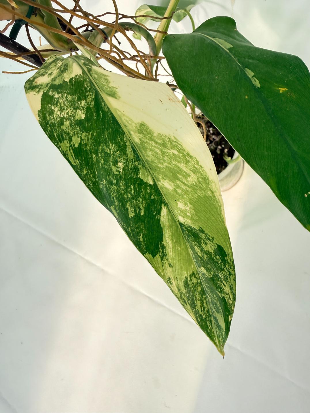 Philodendron Domesticum Variegata 05
