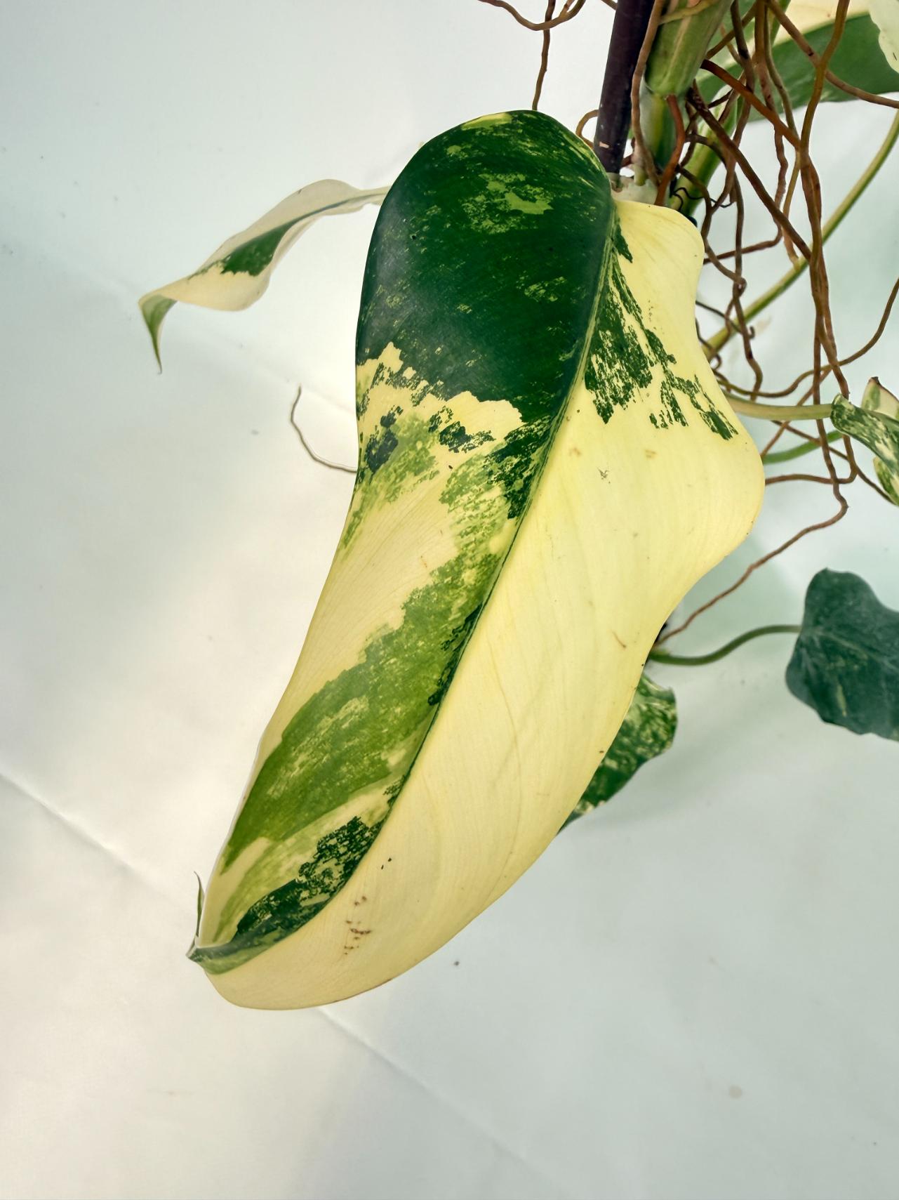 Philodendron Domesticum Variegata 06