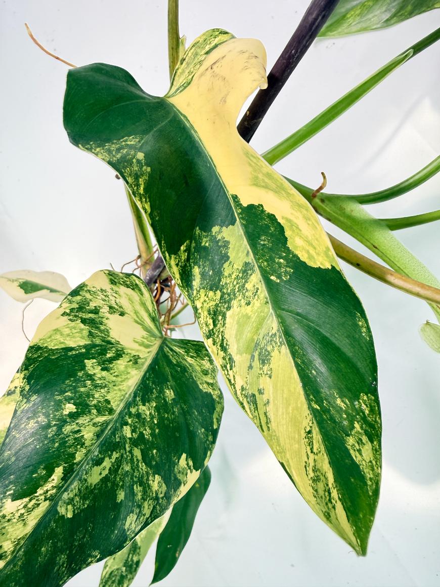 Philodendron Domesticum Variegata 07