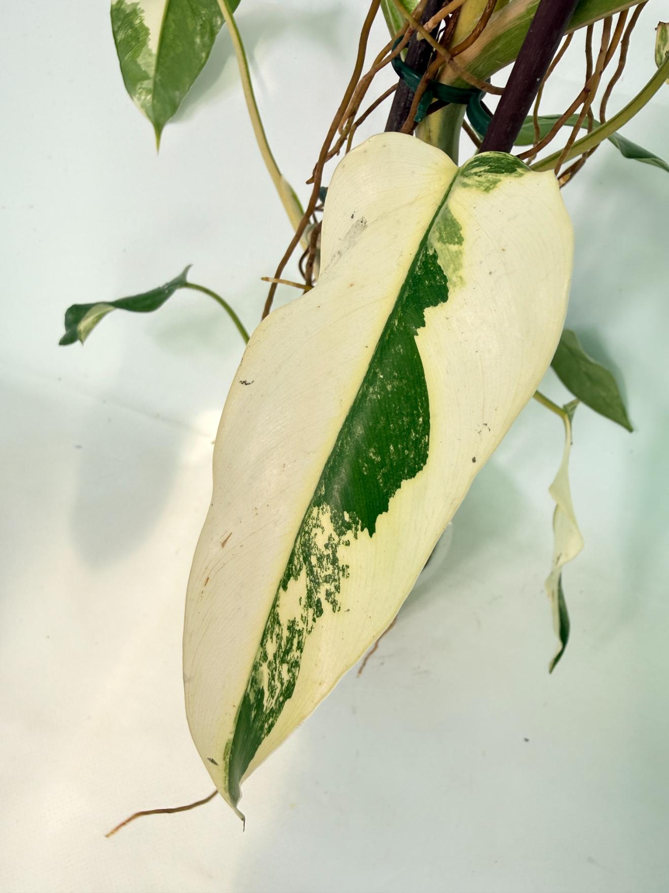 Philodendron Domesticum Variegata 08