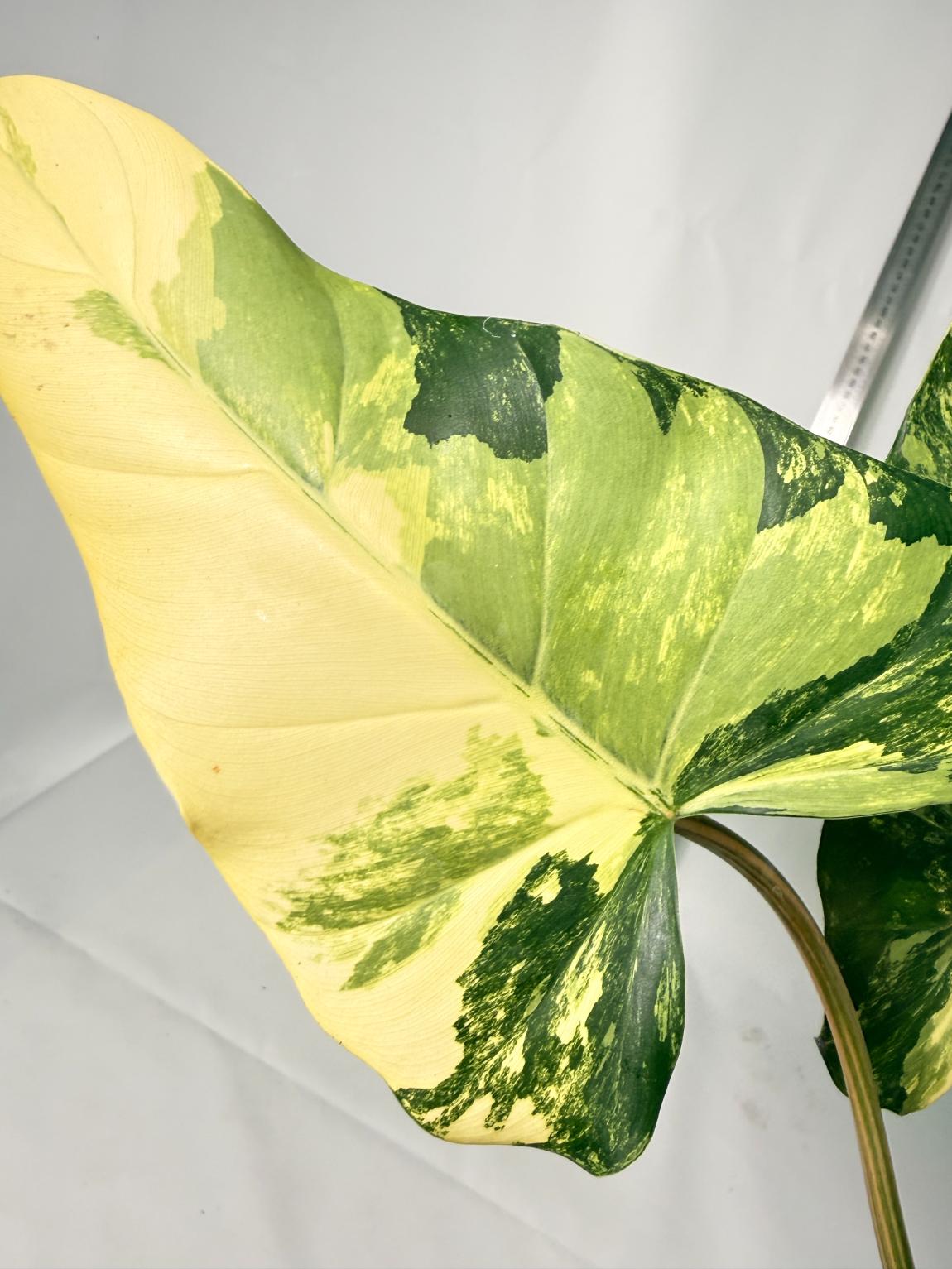 Philodendron Domesticum Variegata 4