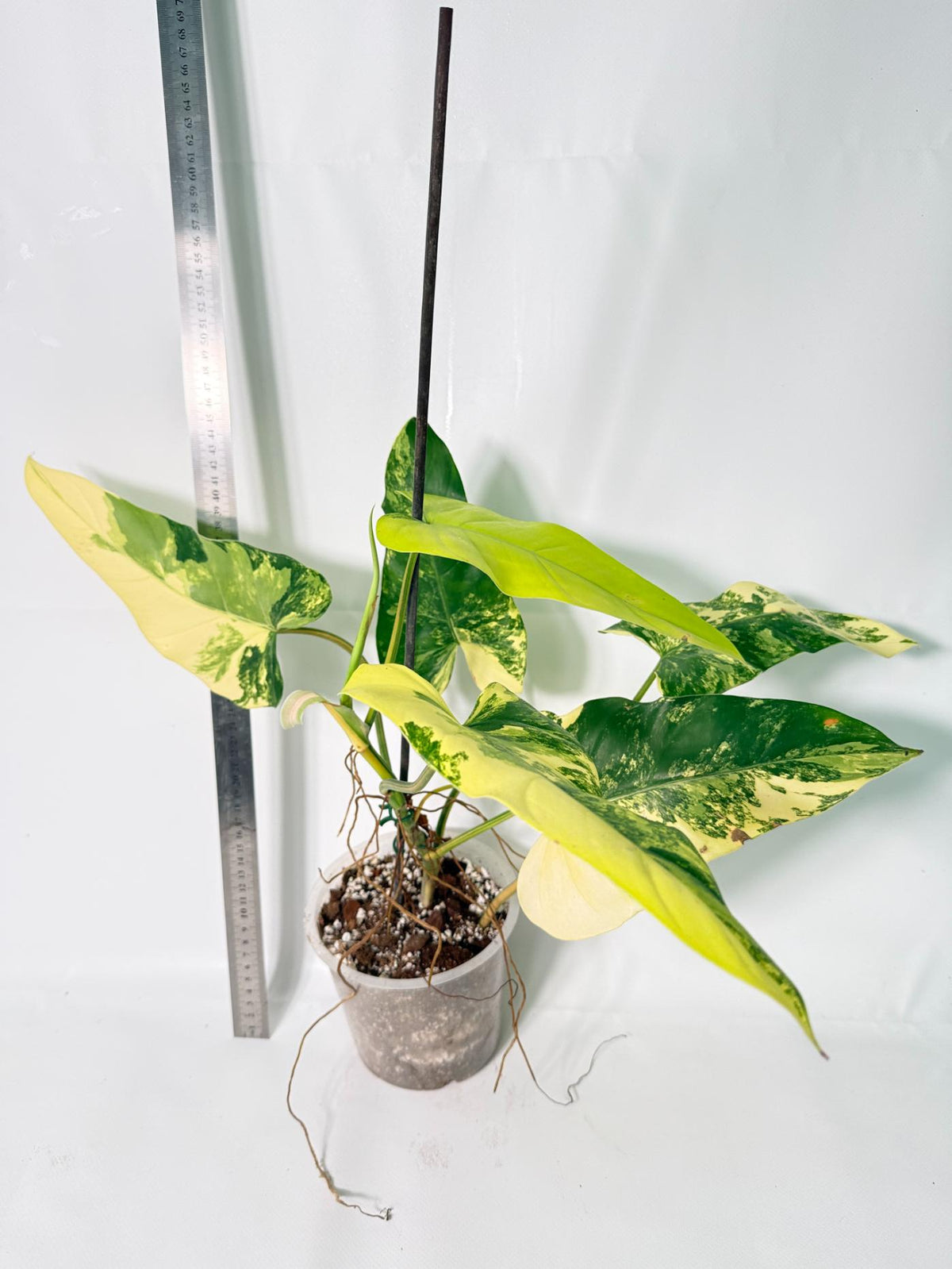 Philodendron Domesticum Variegata 1