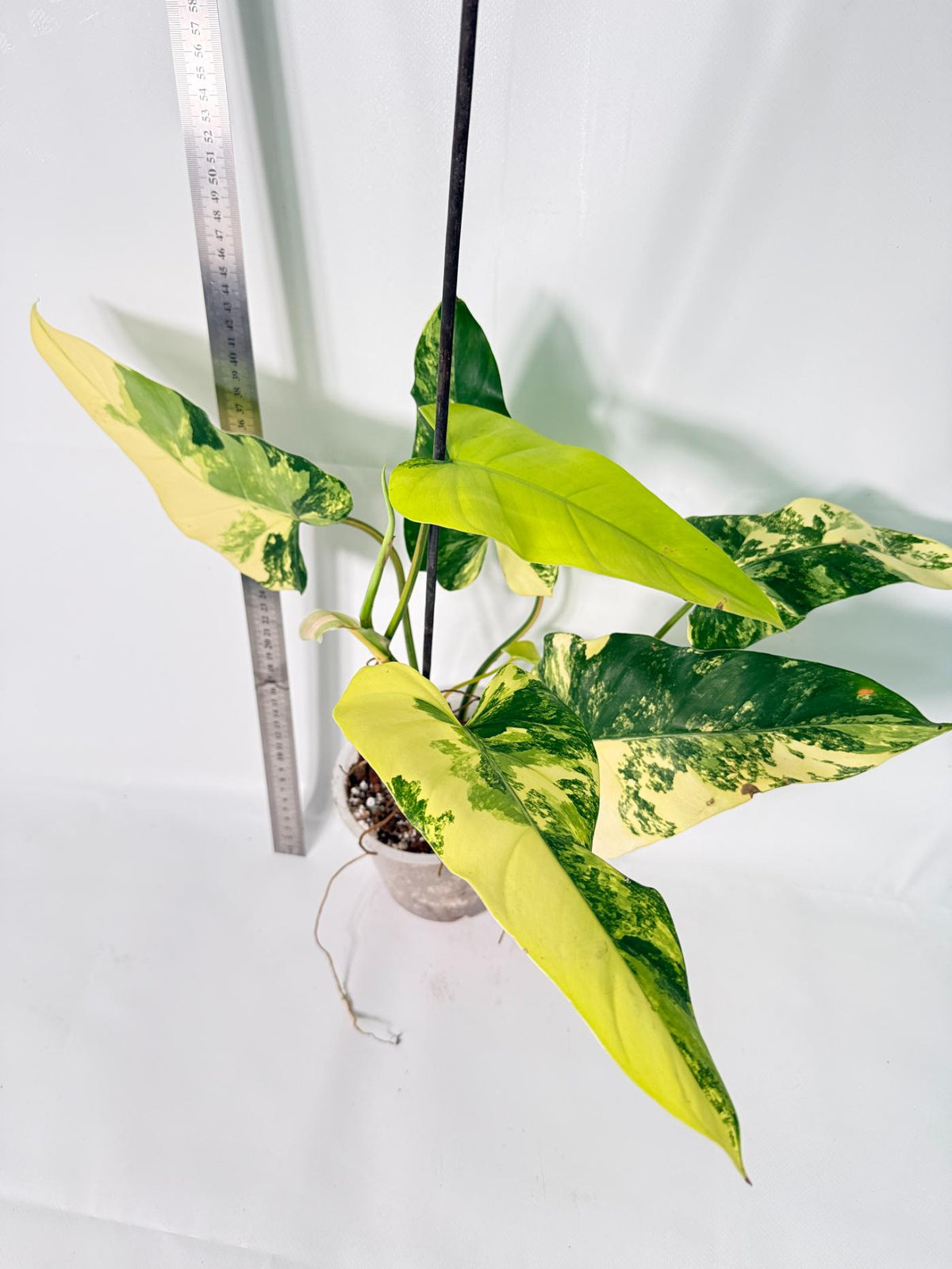 Philodendron Domesticum Variegata 8