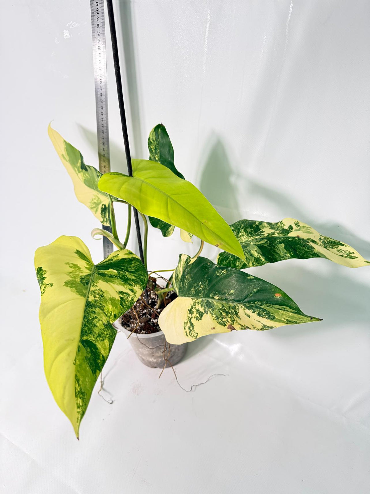 Philodendron Domesticum Variegata 3