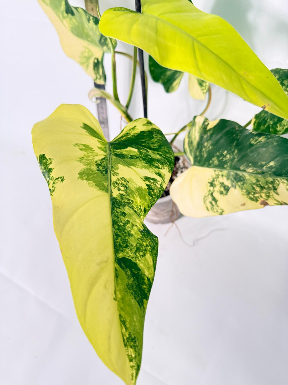 Philodendron Domesticum Variegata 5
