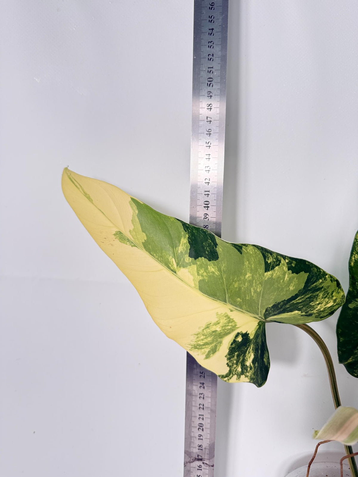 Philodendron Domesticum Variegata 6