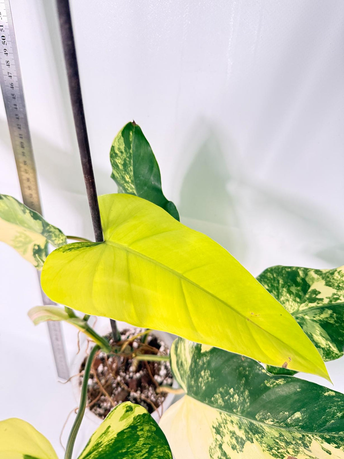Philodendron Domesticum Variegata 7