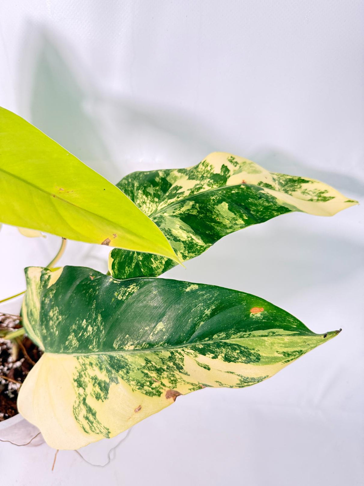 Philodendron Domesticum Variegata 9