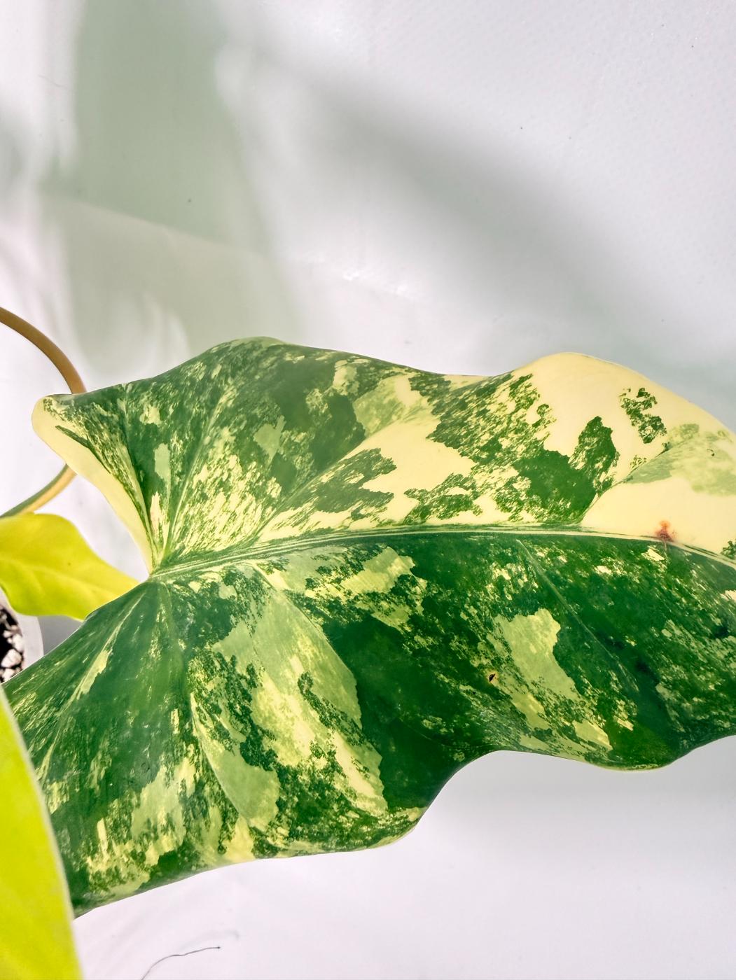Philodendron Domesticum Variegata 2