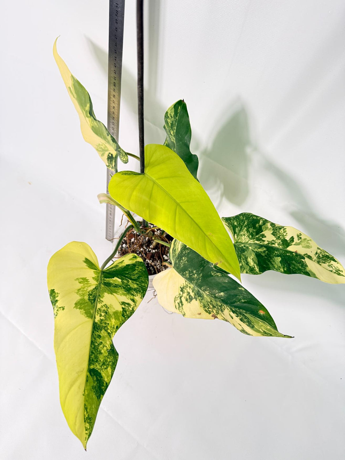 Philodendron Domesticum Variegata 10