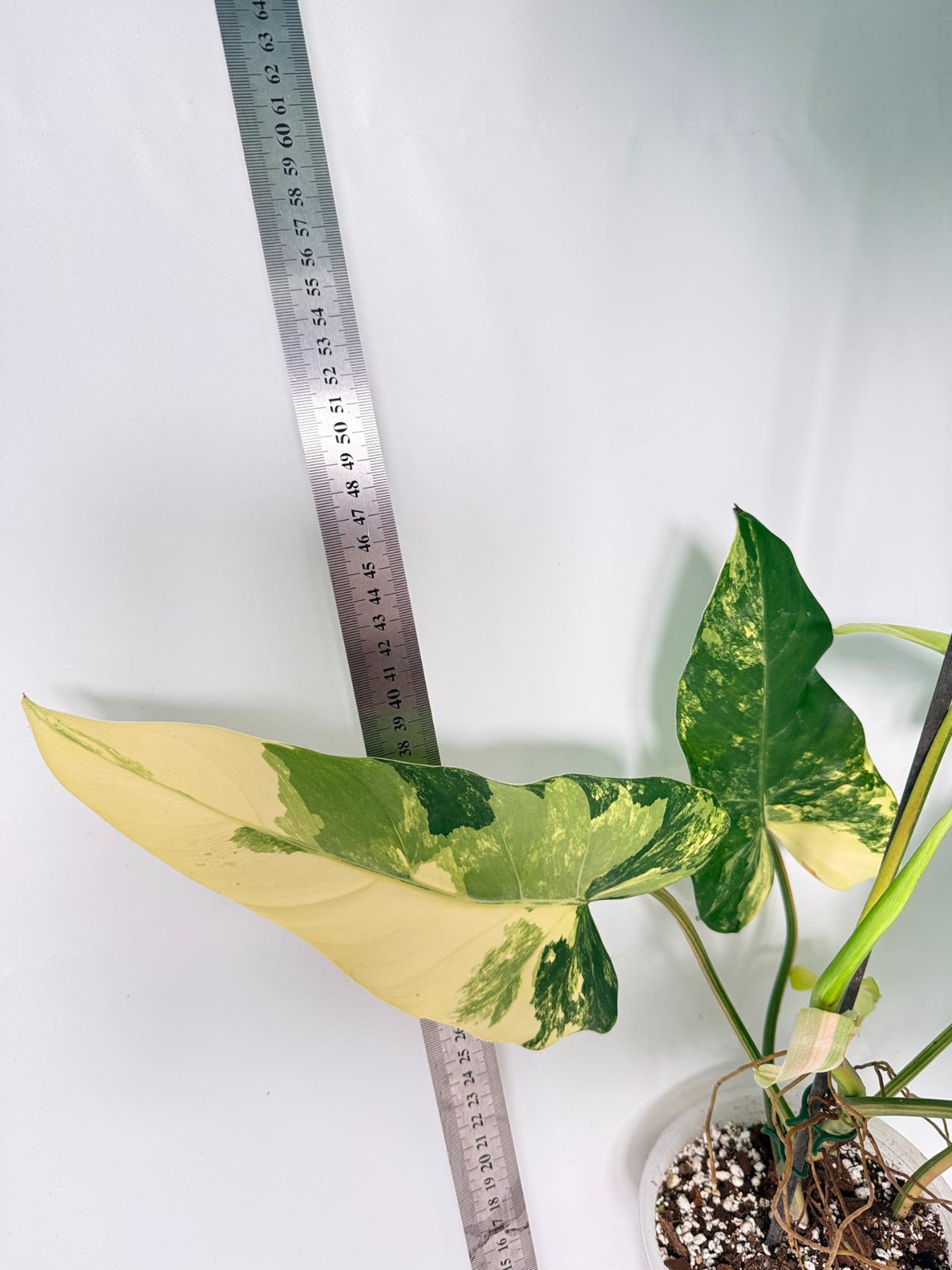 Philodendron Domesticum Variegata 11