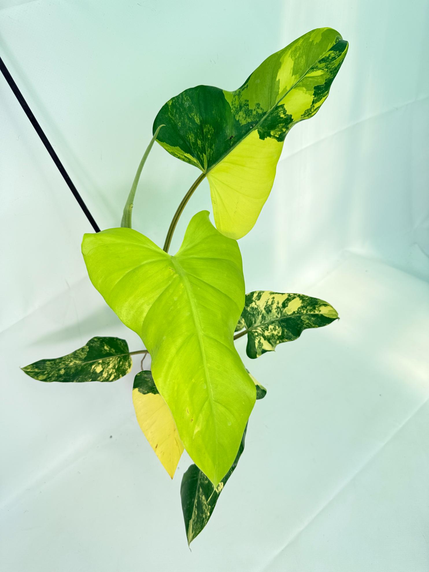 Philodendron Domesticum Variegata 09
