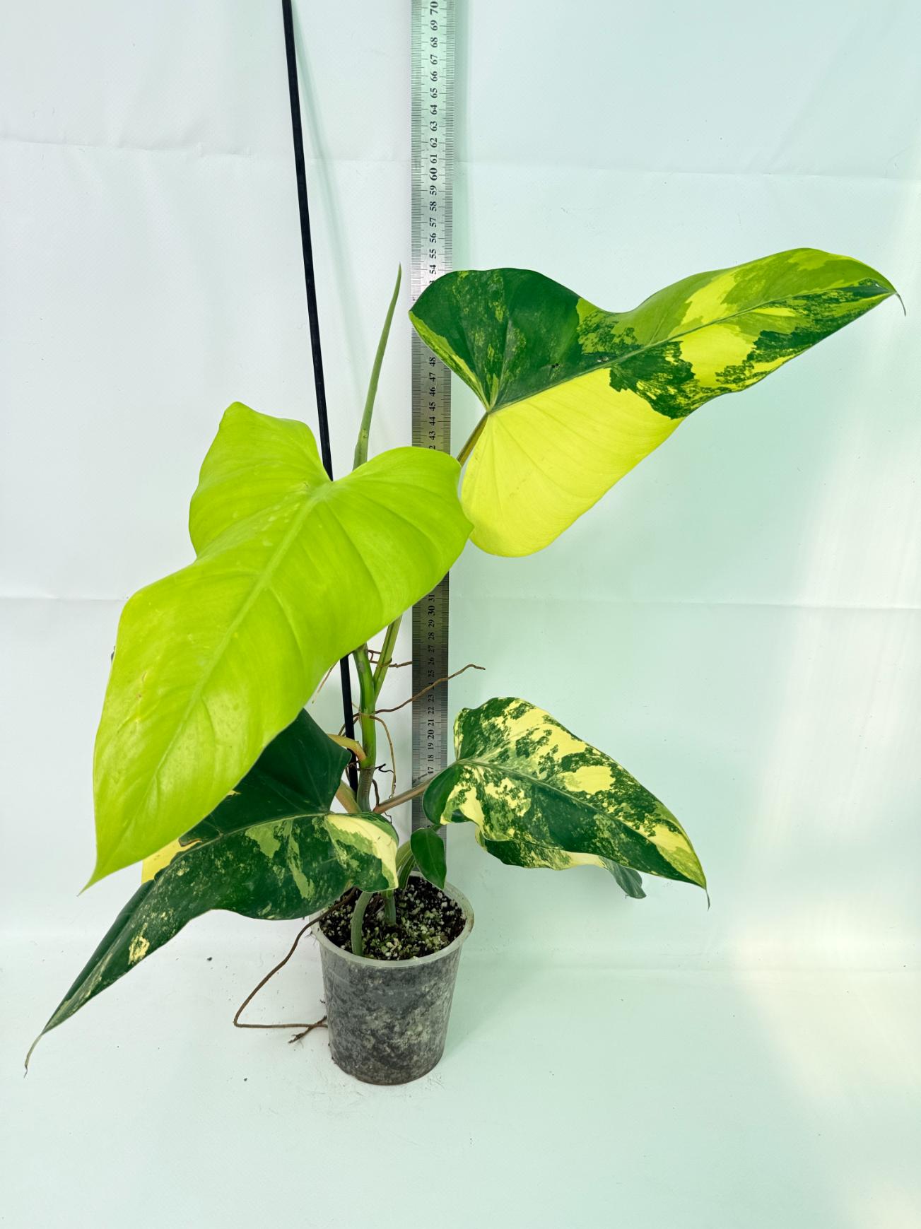 Philodendron Domesticum Variegata 02