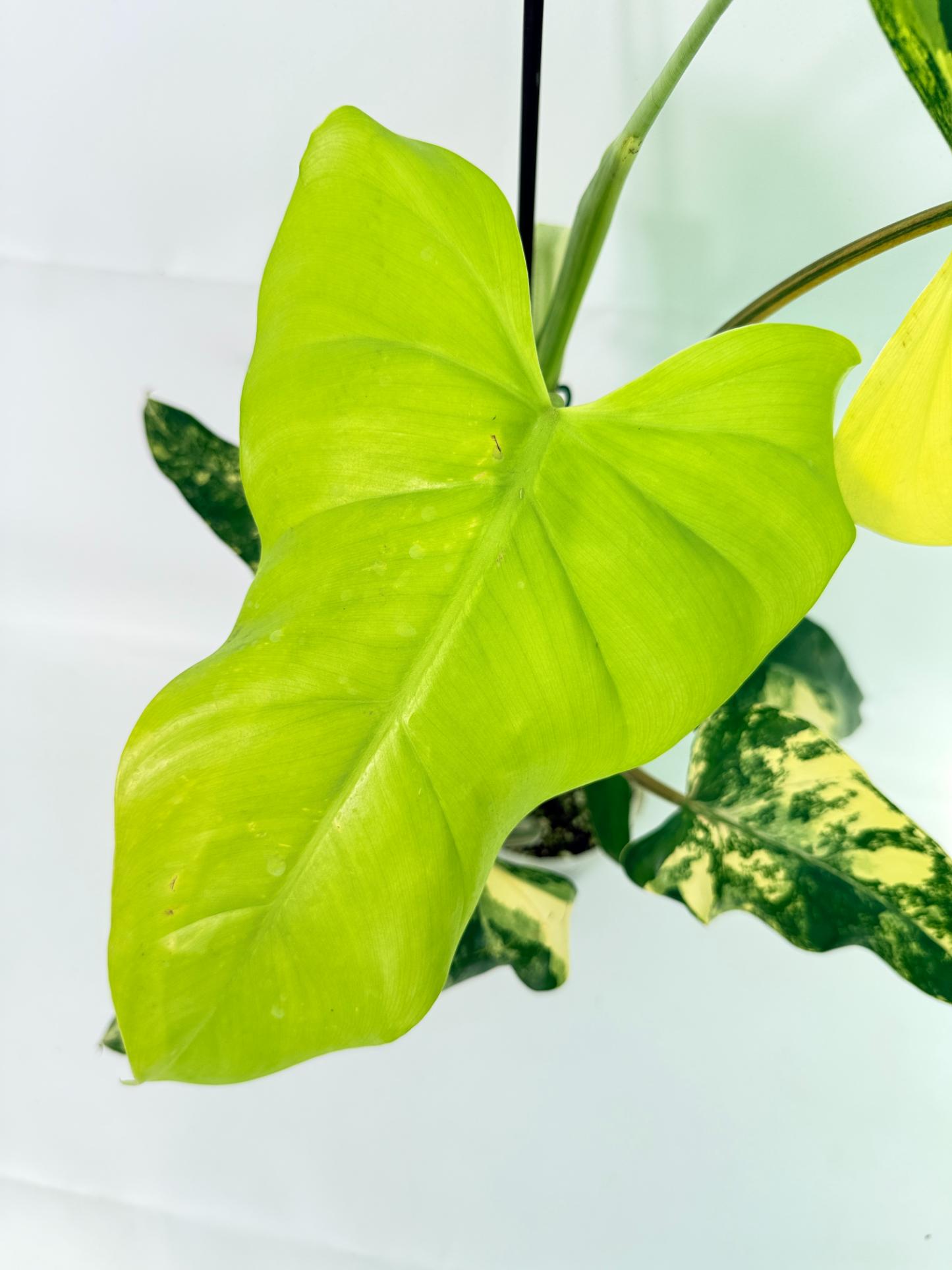 Philodendron Domesticum Variegata 04