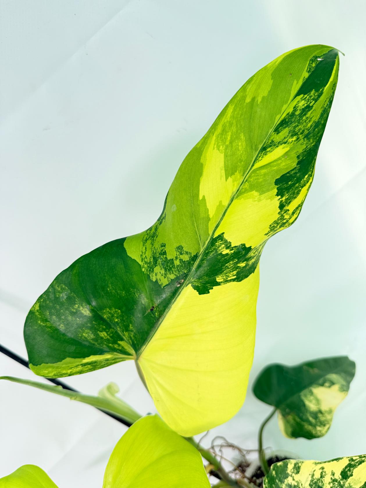 Philodendron Domesticum Variegata 05