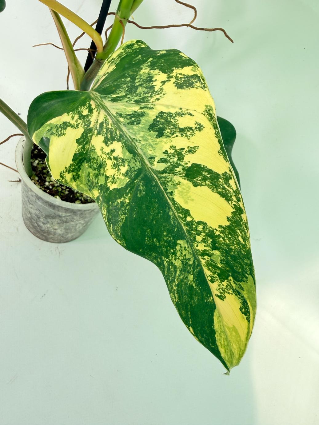 Philodendron Domesticum Variegata 06