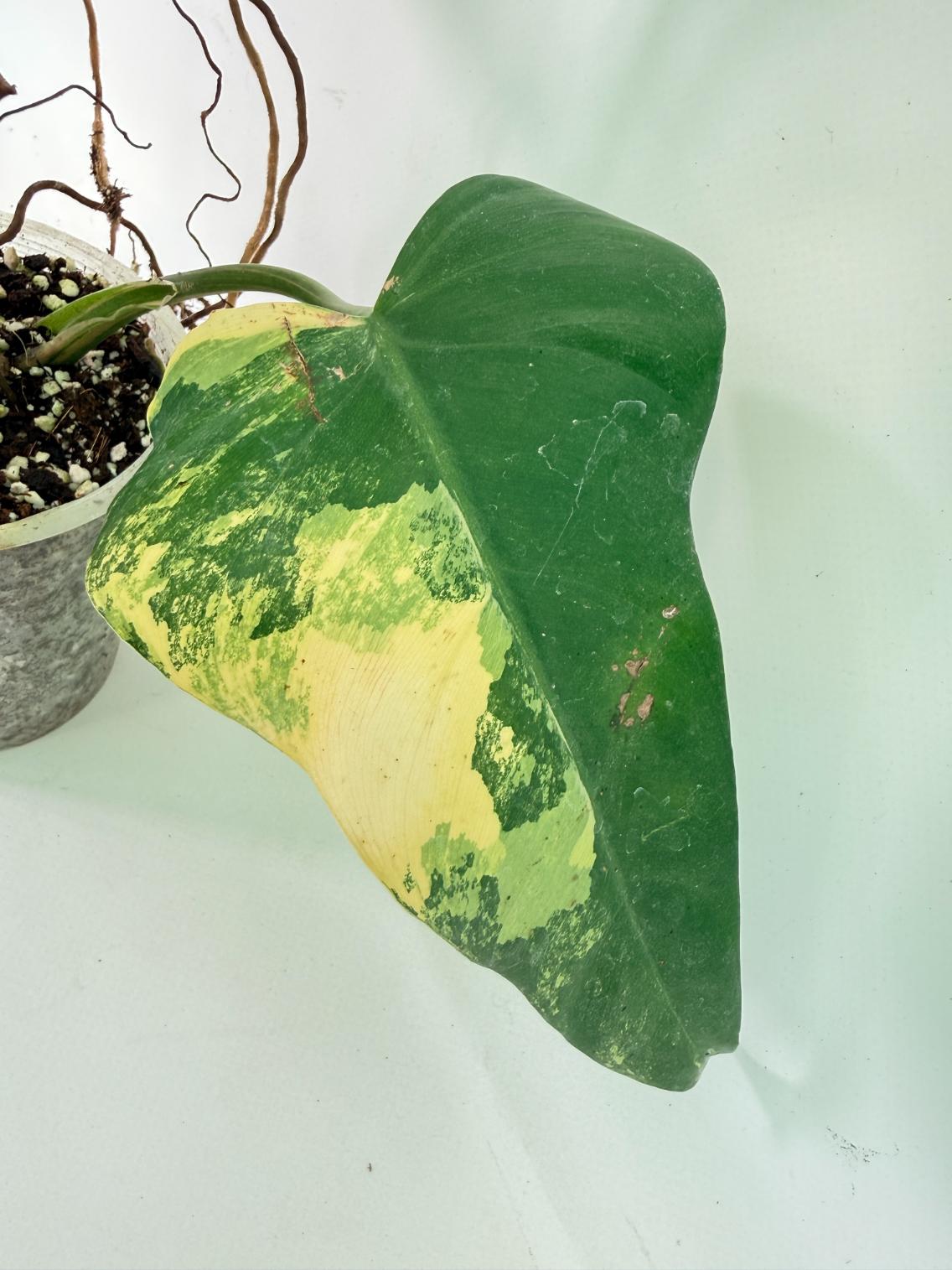 Philodendron Domesticum Variegata 07
