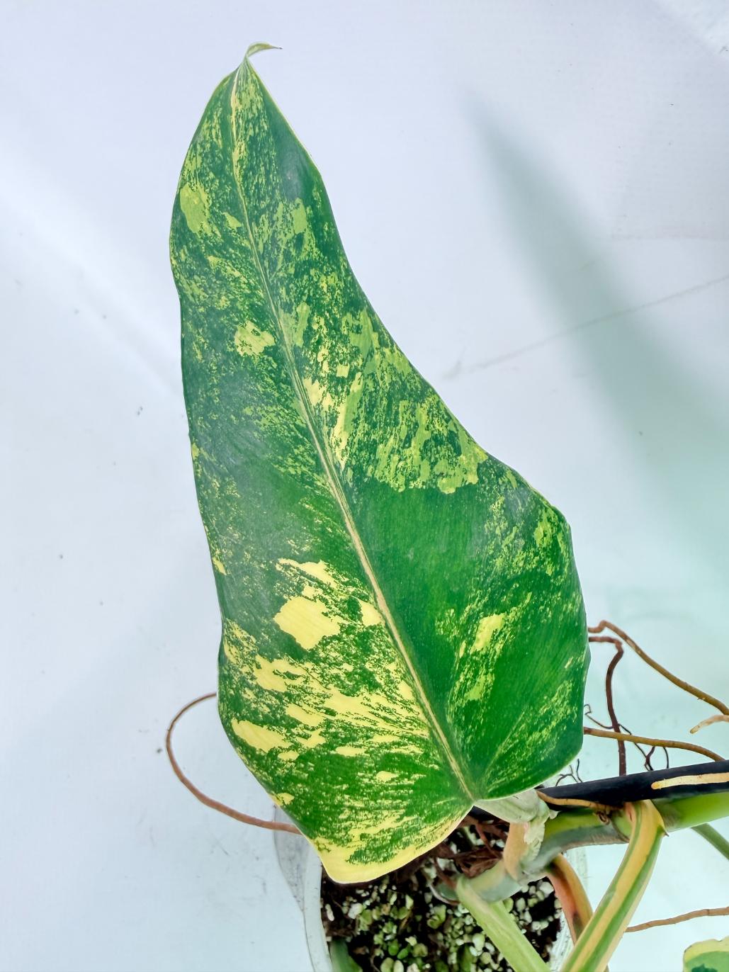 Philodendron Domesticum Variegata 08