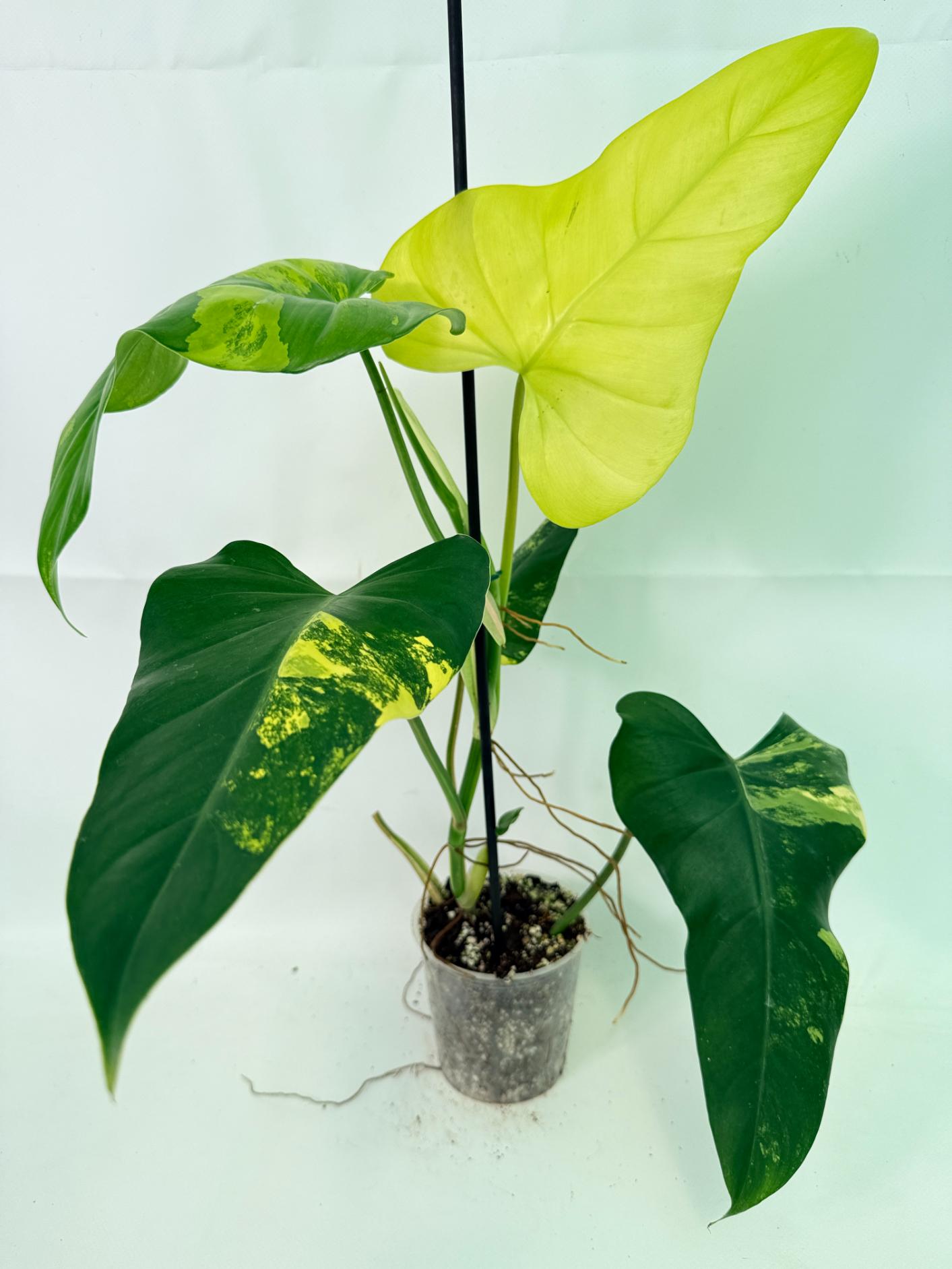 Philodendron Domesticum Variegata 08