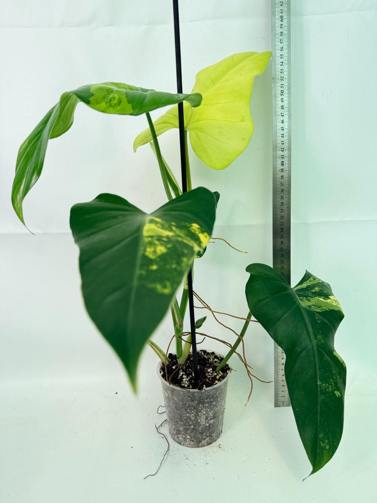 Philodendron Domesticum Variegata 02