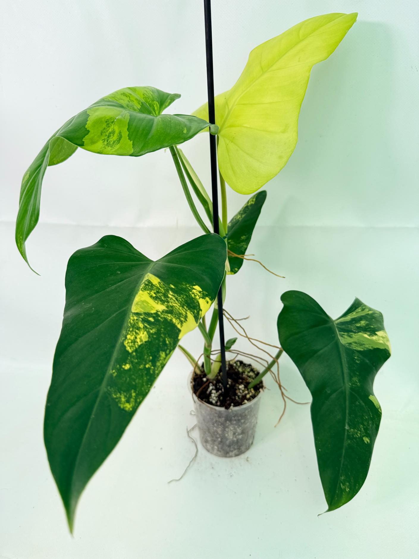 Philodendron Domesticum Variegata 01