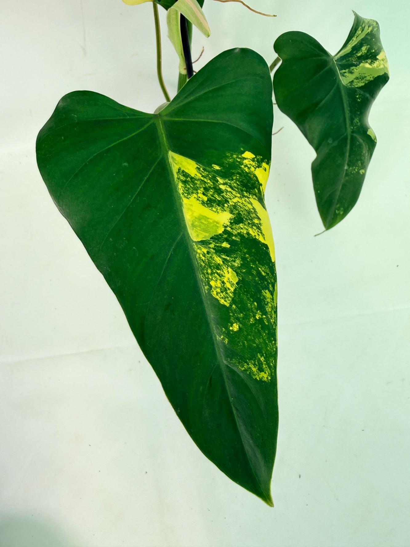 Philodendron Domesticum Variegata 03