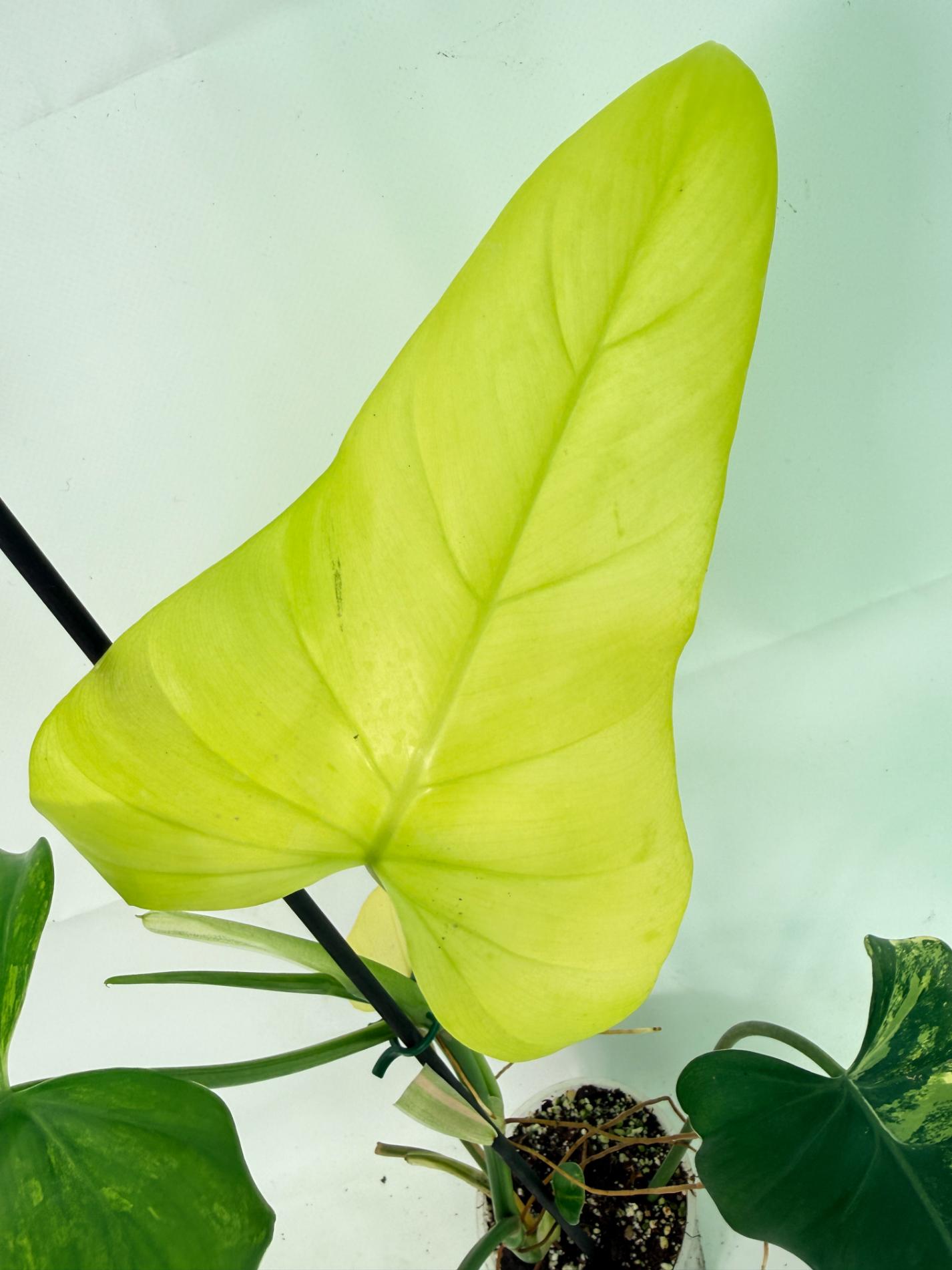 Philodendron Domesticum Variegata 04