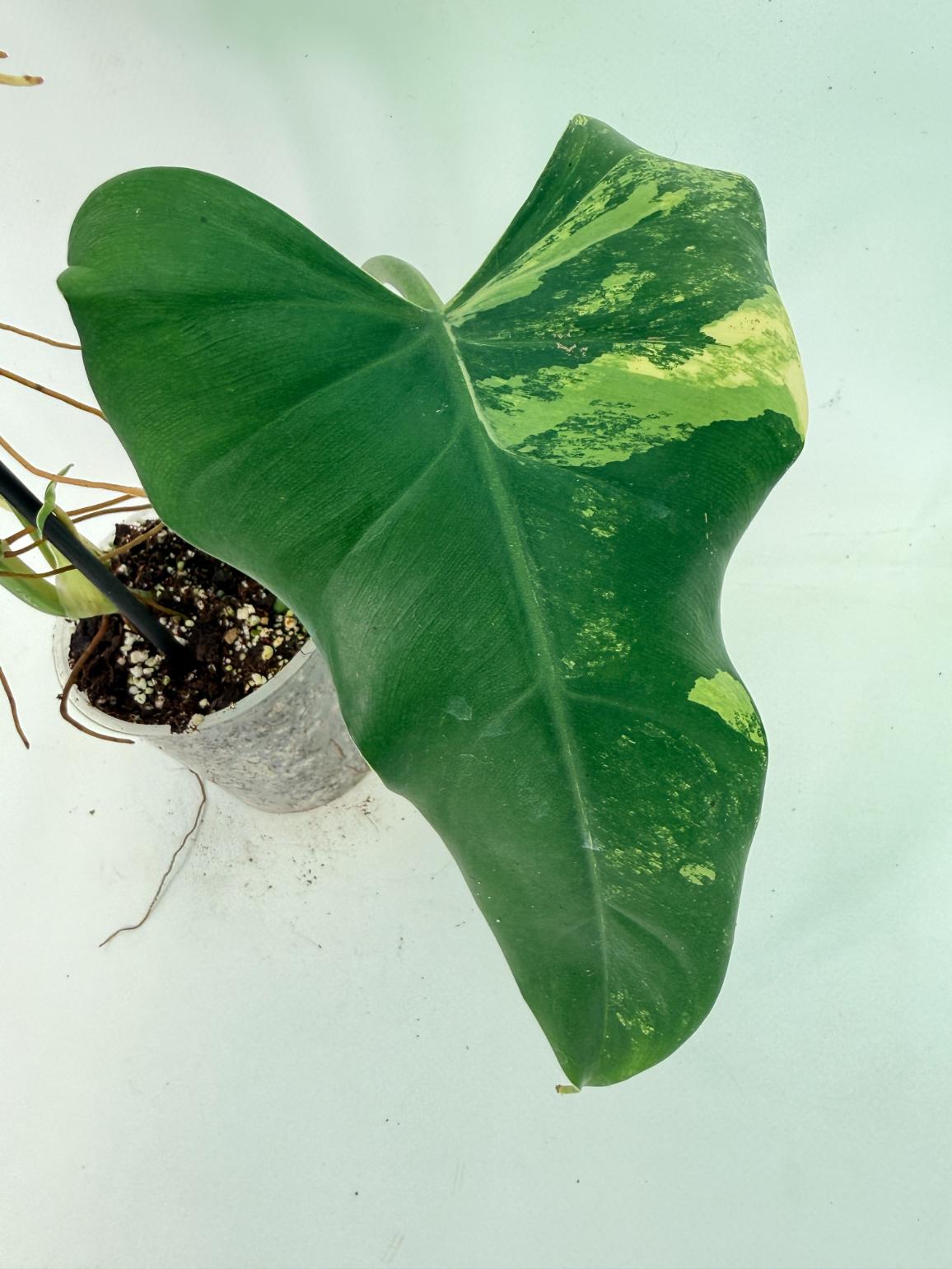 Philodendron Domesticum Variegata 05
