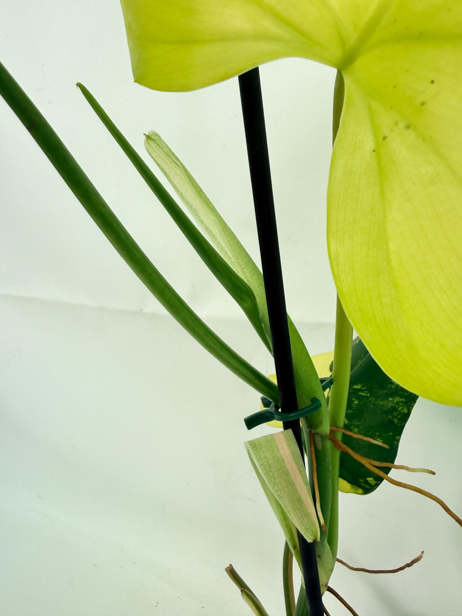 Philodendron Domesticum Variegata 06