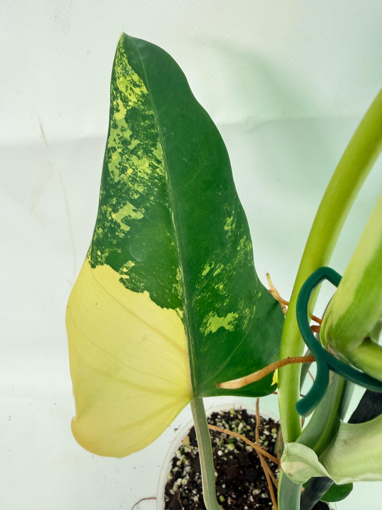 Philodendron Domesticum Variegata 07