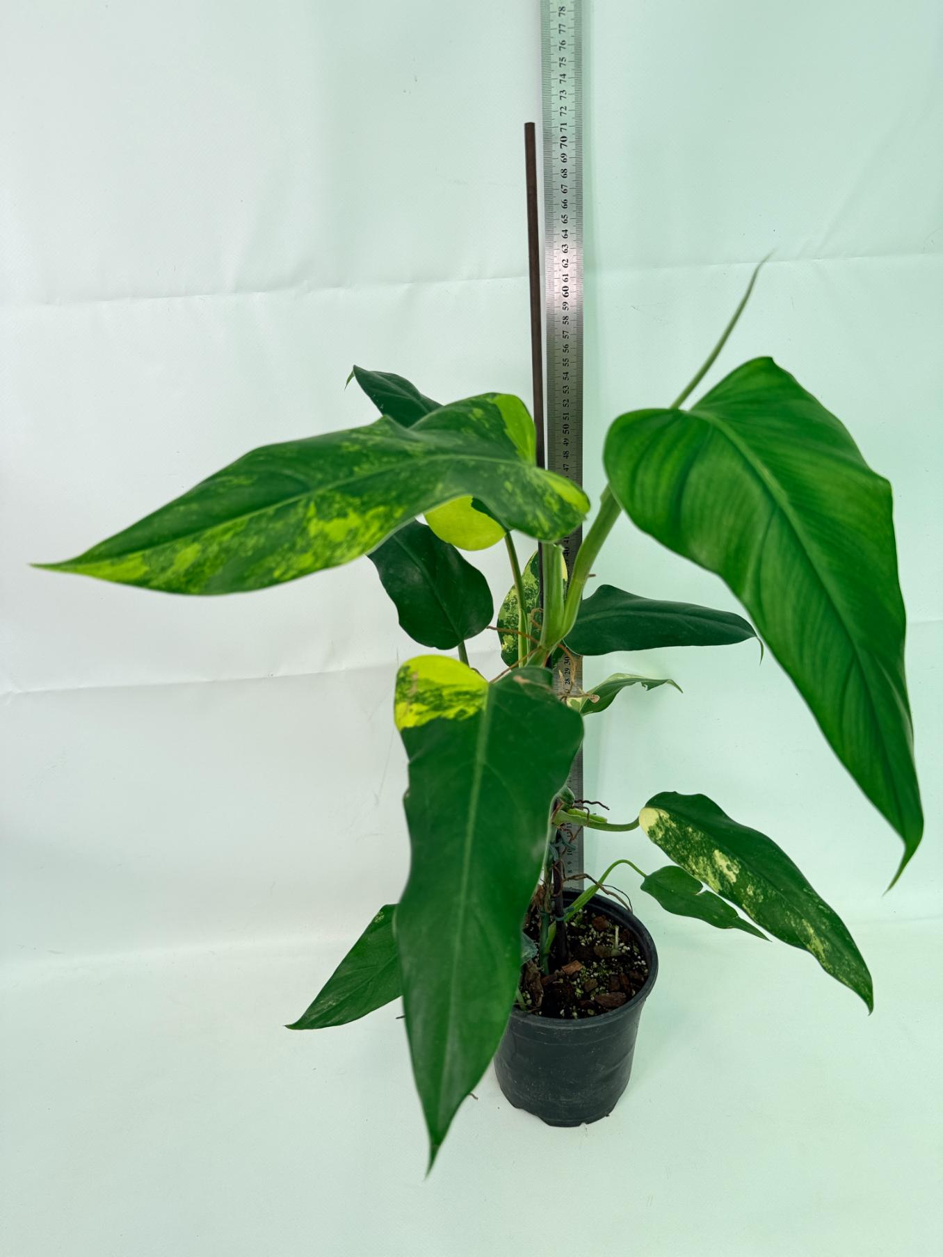 Philodendron Domesticum Variegata 02
