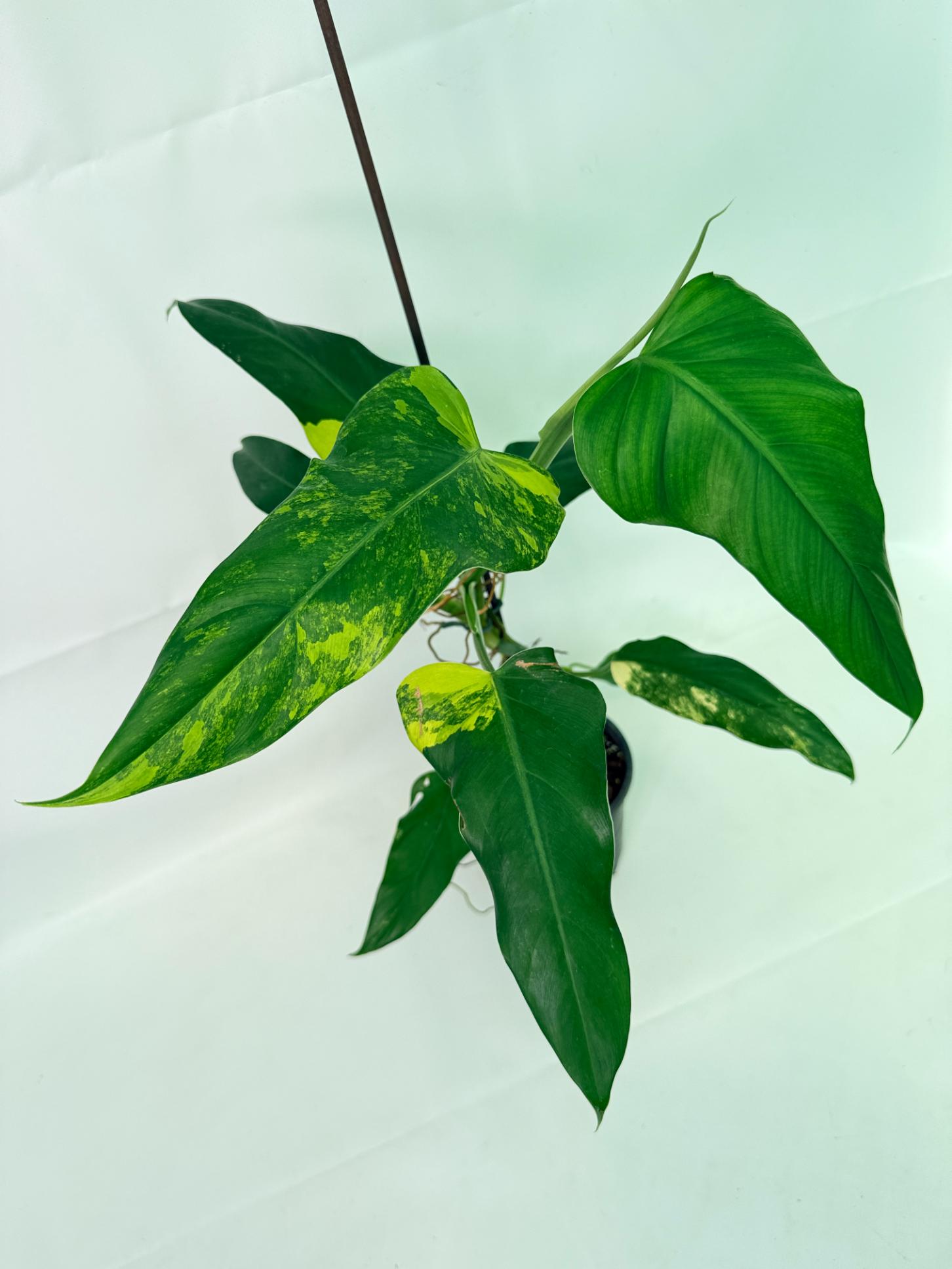 Philodendron Domesticum Variegata 03