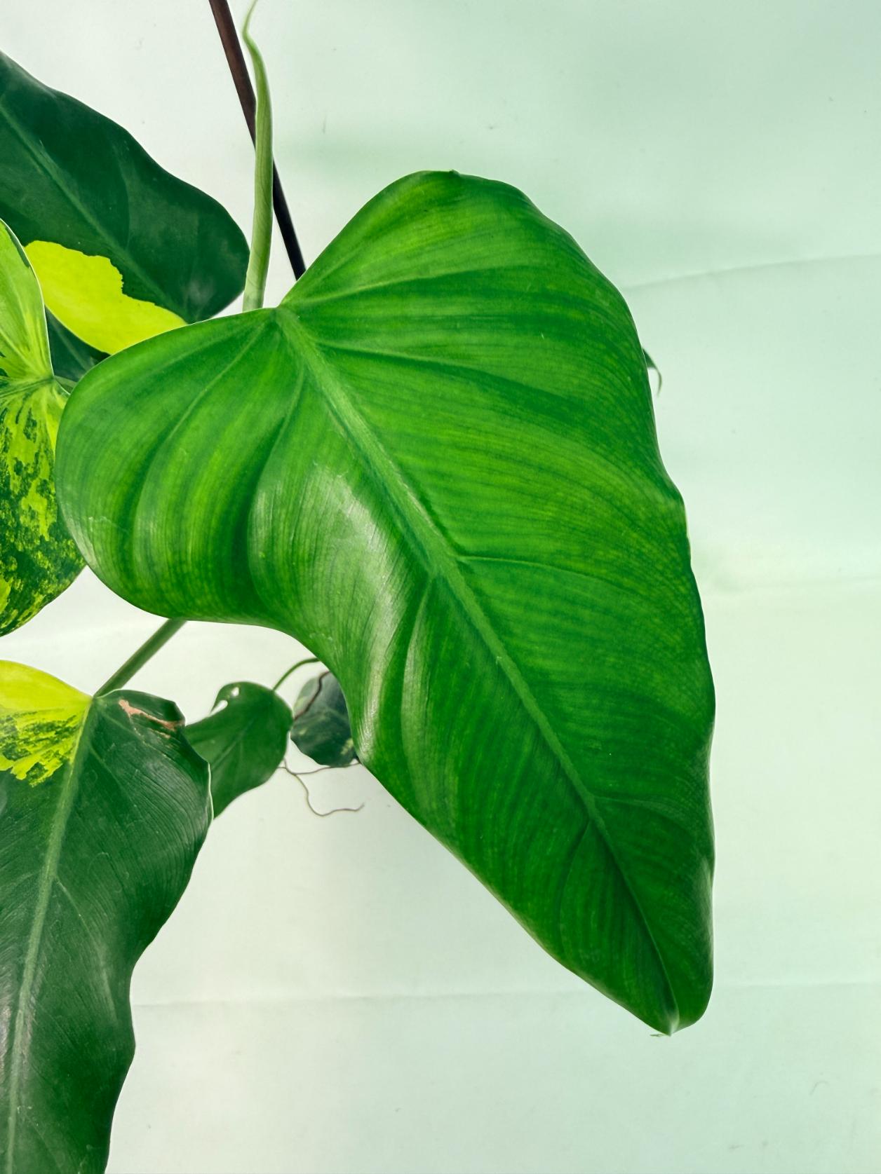 Philodendron Domesticum Variegata 04