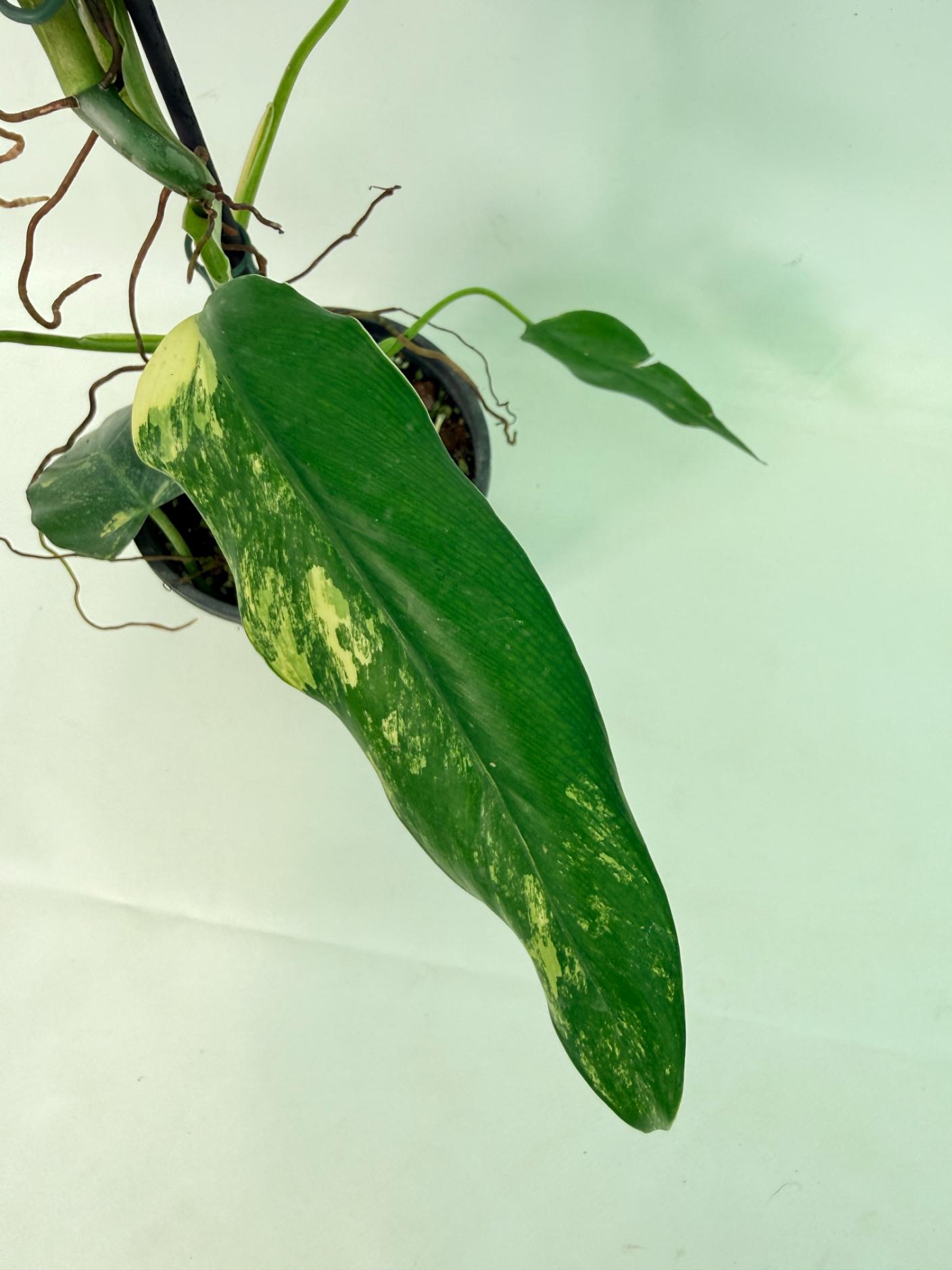 Philodendron Domesticum Variegata 05