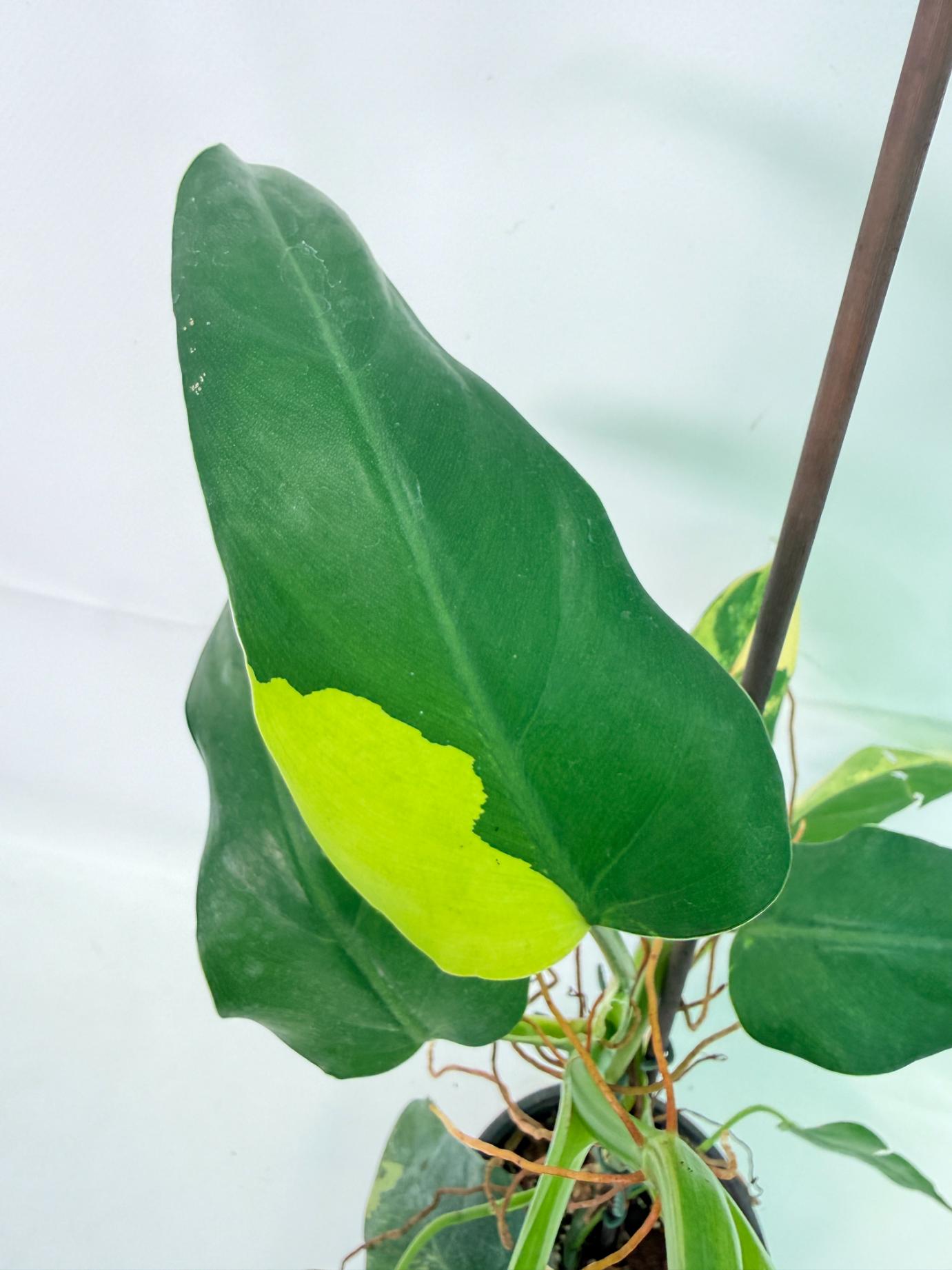 Philodendron Domesticum Variegata 06