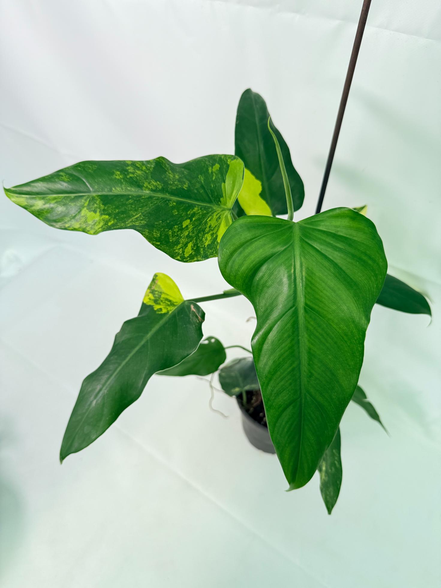 Philodendron Domesticum Variegata 01