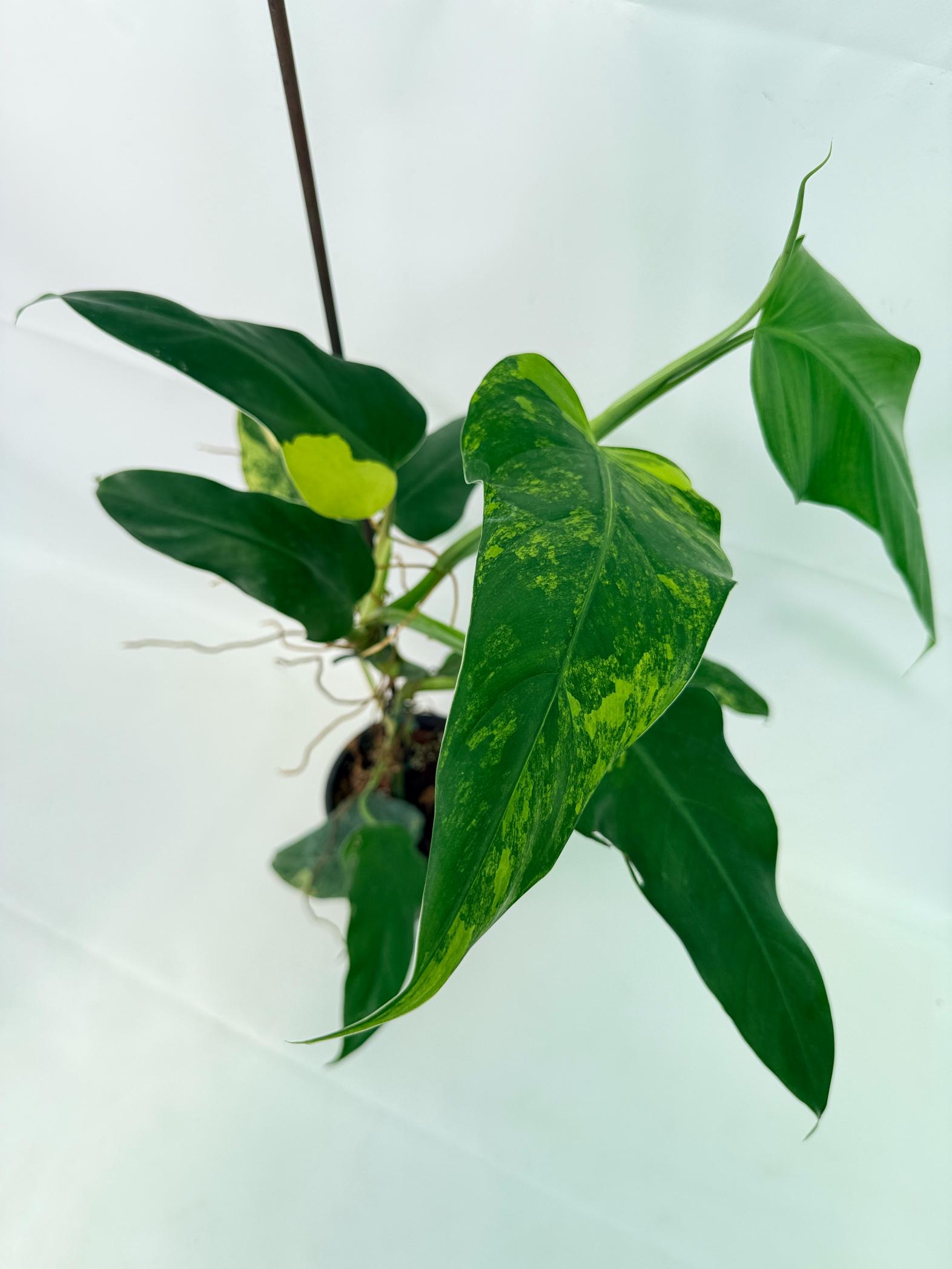 Philodendron Domesticum Variegata 07