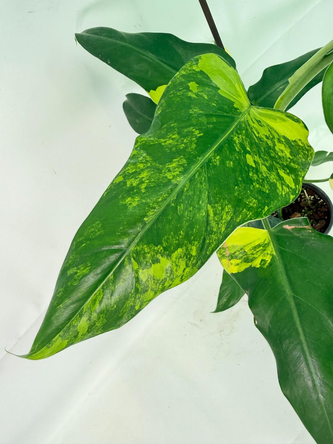 Philodendron Domesticum Variegata 08