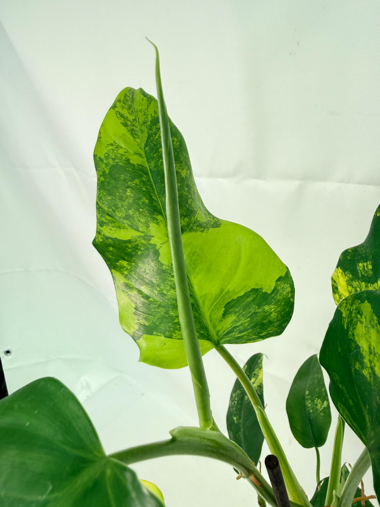Philodendron Domesticum Variegata 08